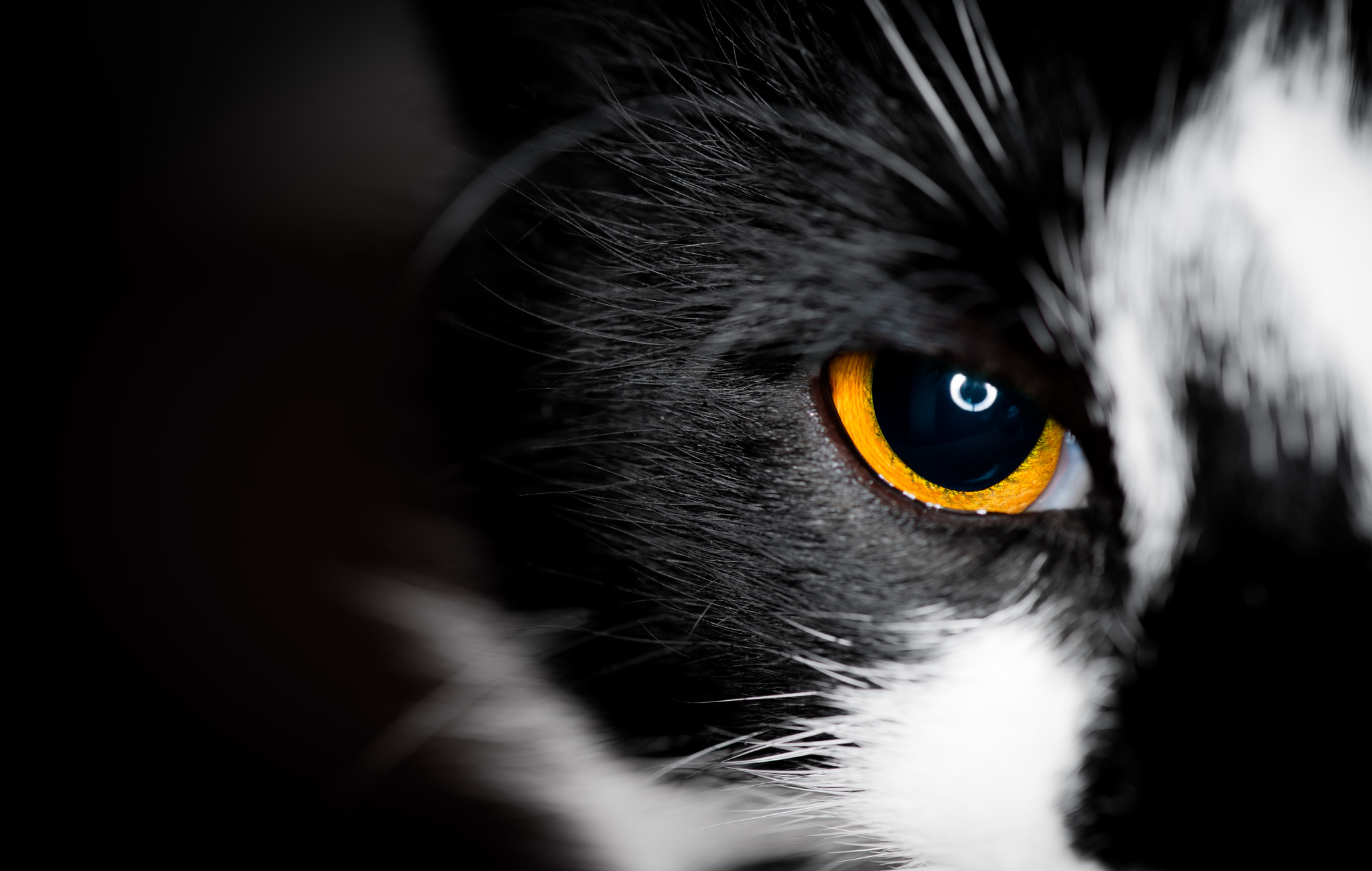 Nikon AF-S Micro-Nikkor 105mm F2.8G IF-ED VR sample photo. Cat's eye photography