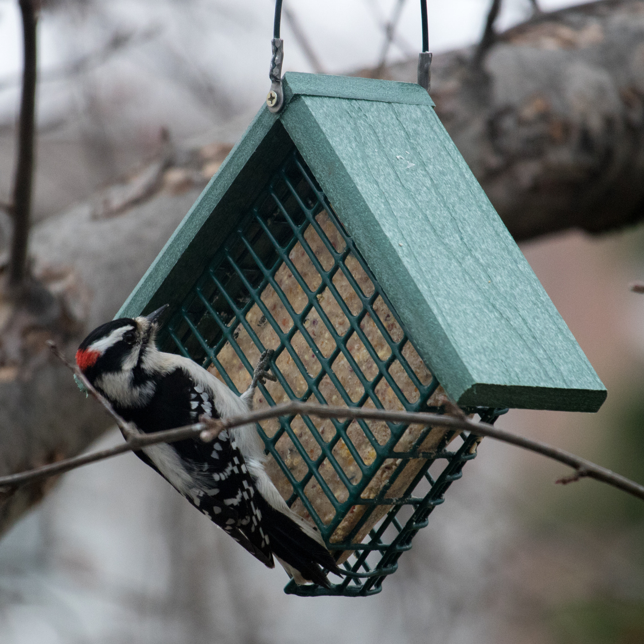 Canon EF-S 55-250mm F4-5.6 IS STM sample photo. Backyard woodpecker 2.0 photography