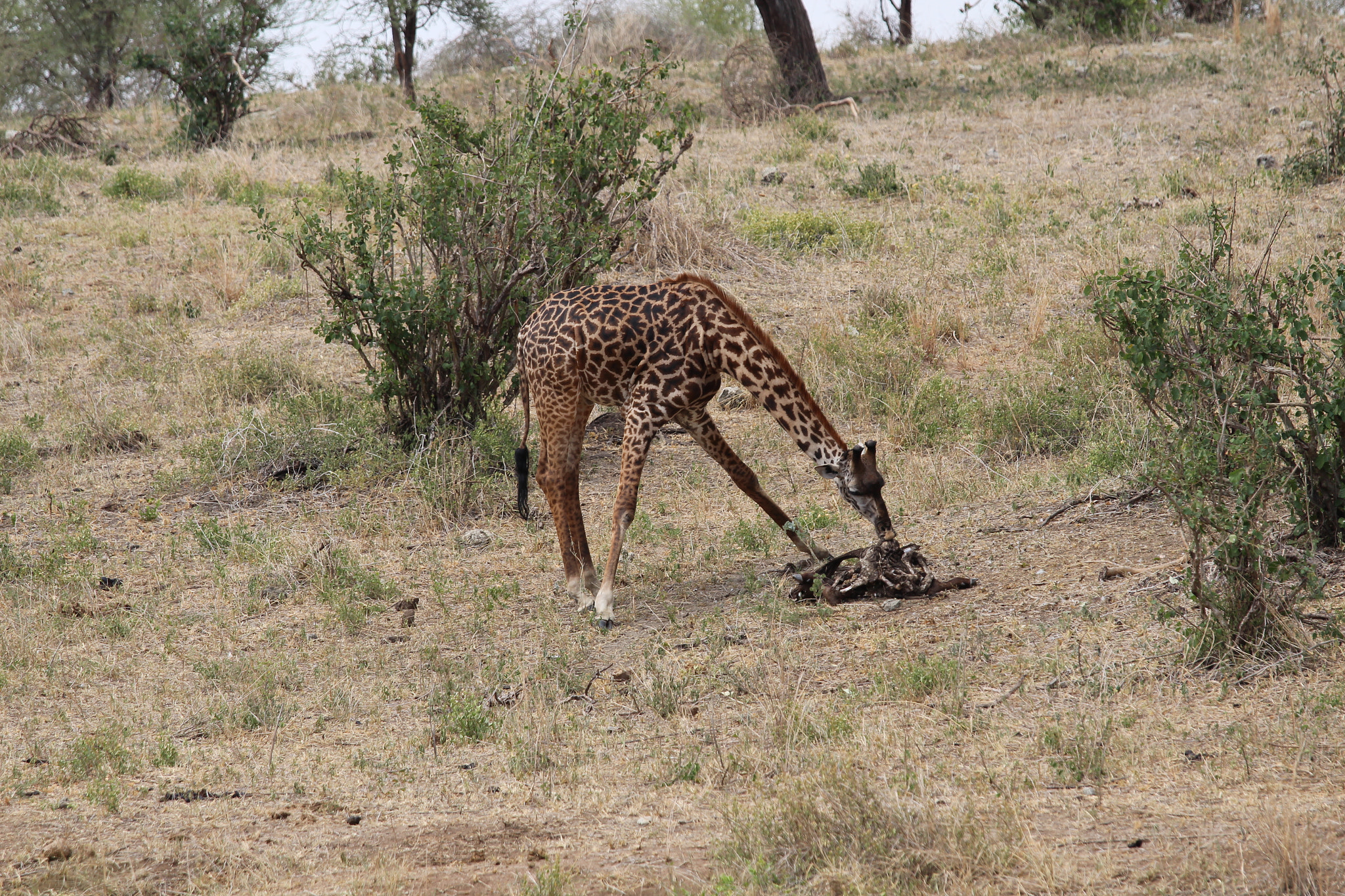 Canon EOS 650D (EOS Rebel T4i / EOS Kiss X6i) + Canon EF 70-200mm F4L IS USM sample photo. Safari animals in tanzania photography