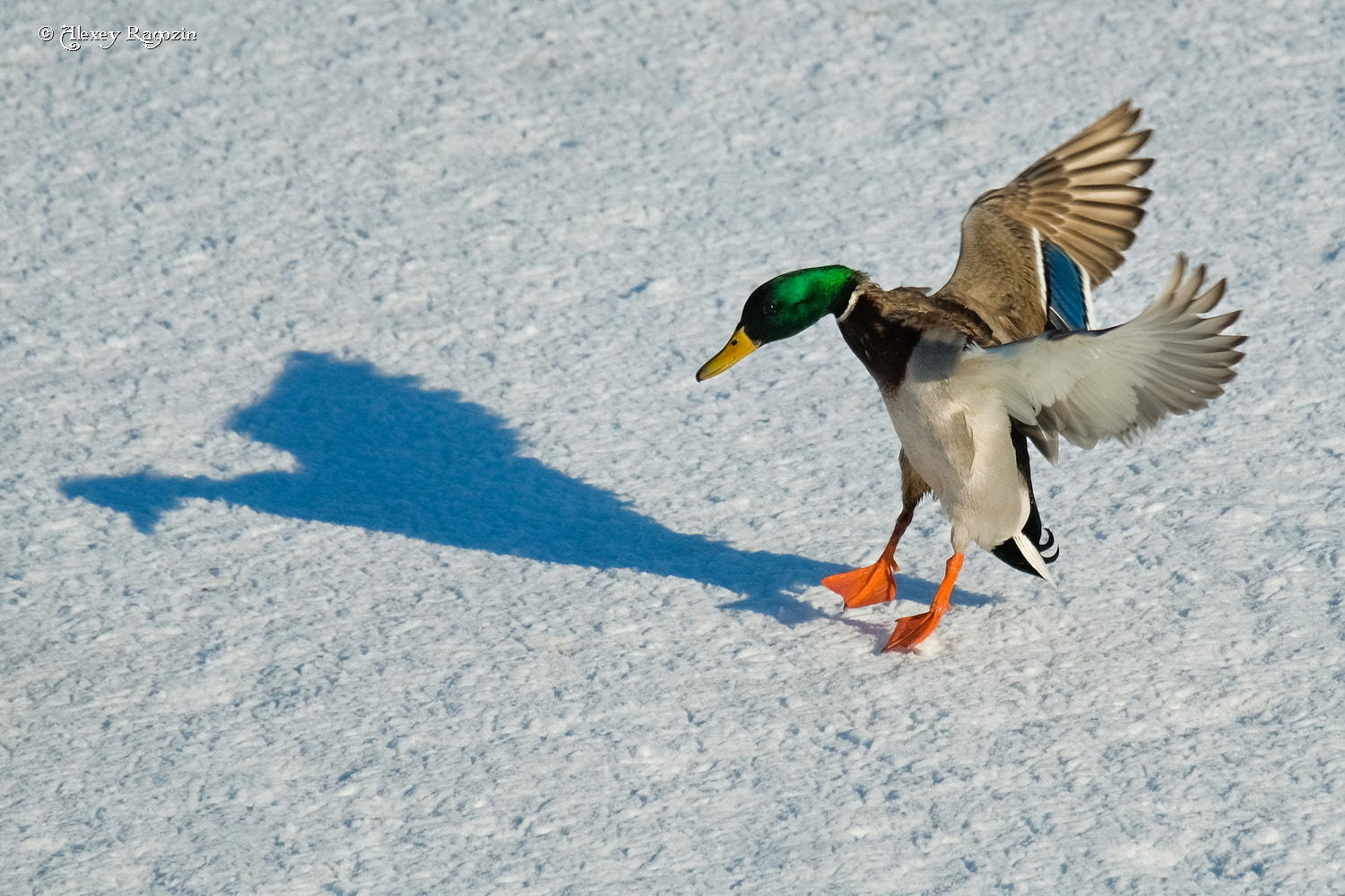Fujifilm X-T2 + Fujifilm XC 50-230mm F4.5-6.7 OIS sample photo. Stare at the shadow, wondering for spring photography
