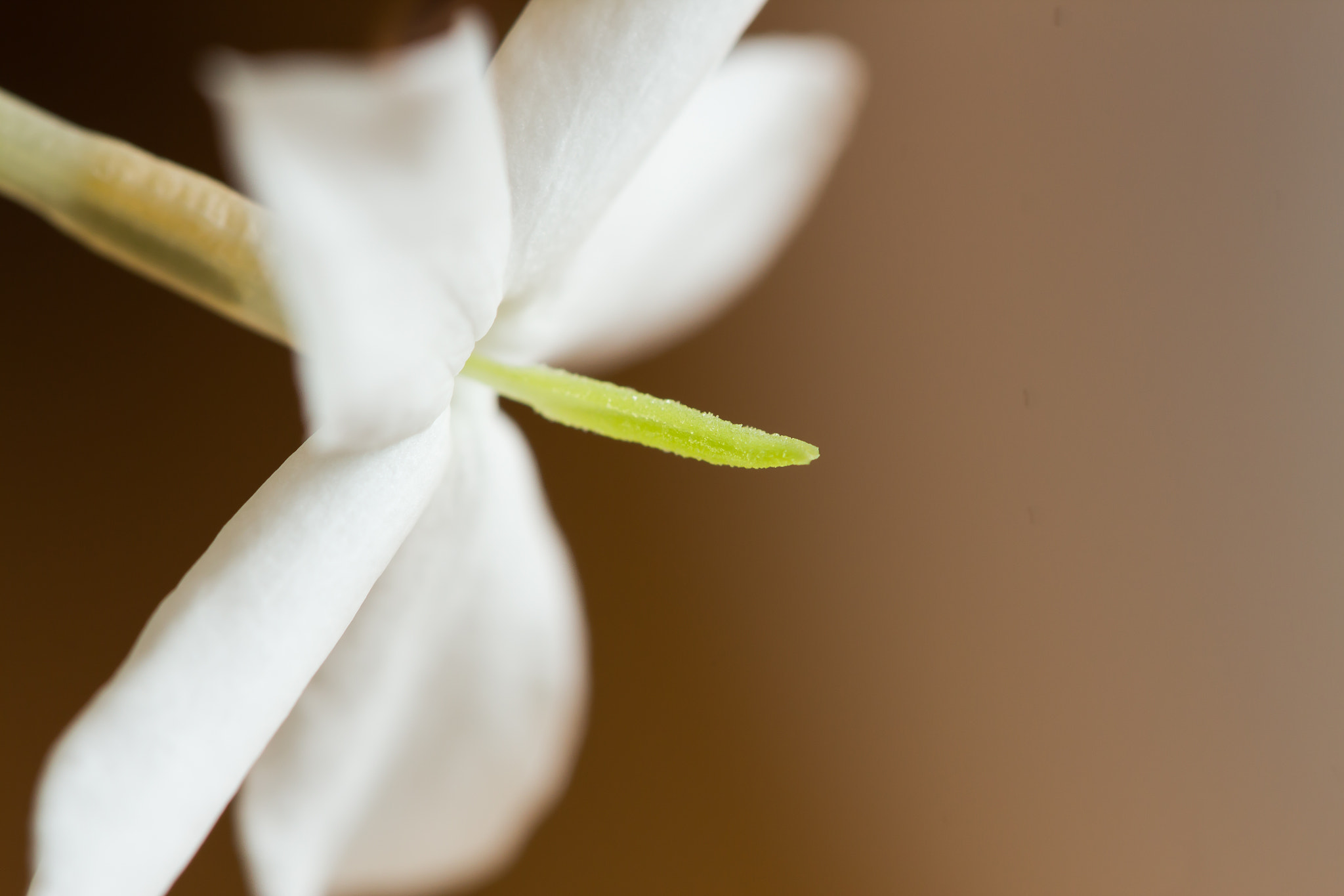 Canon EF 100mm F2.8 Macro USM sample photo. Jasmin flower photography