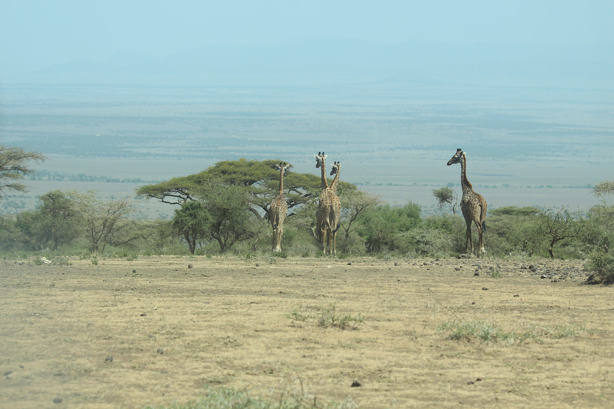 Canon EOS 650D (EOS Rebel T4i / EOS Kiss X6i) + Canon EF 70-200mm F4L IS USM sample photo. Safari animals in tanzania photography