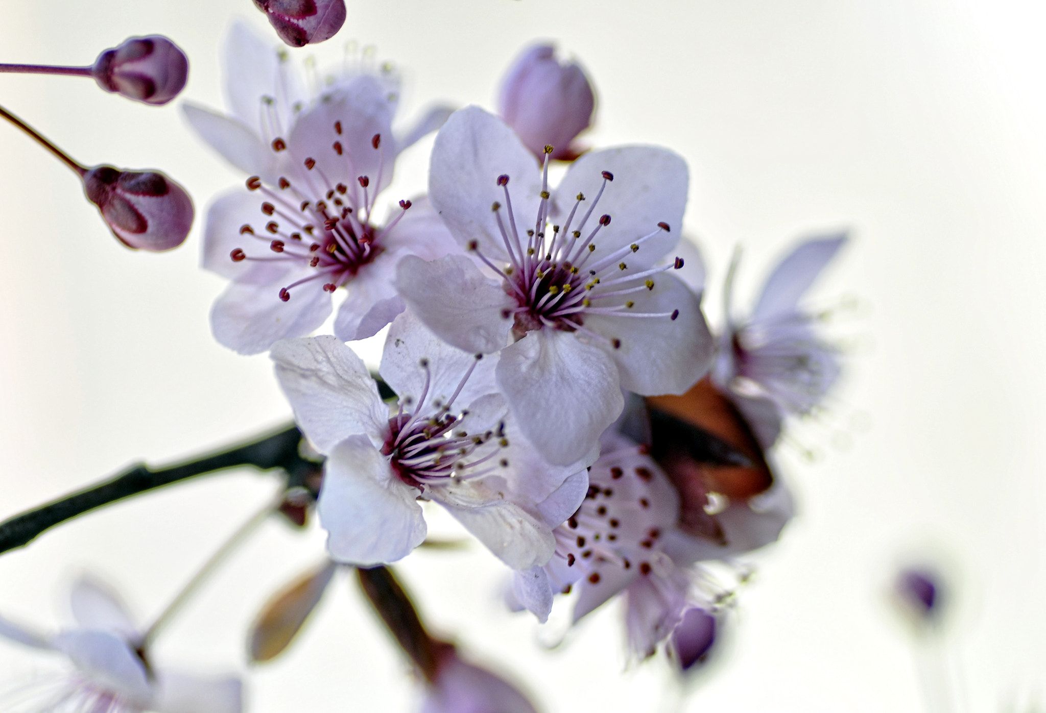 Nikon D5000 sample photo. Detalles photography