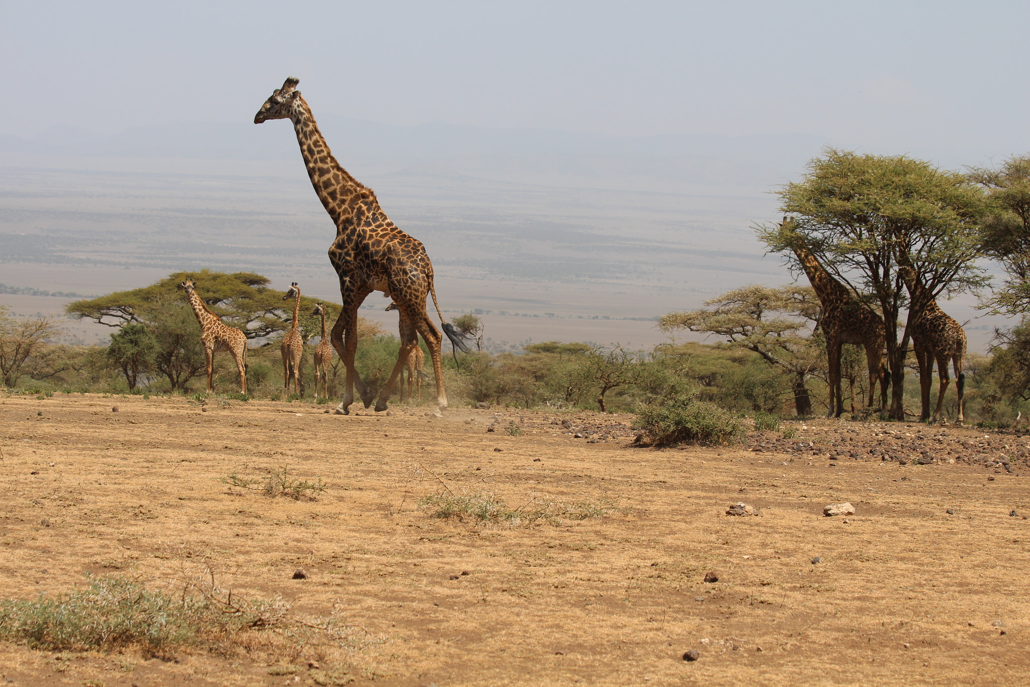 Canon EOS 650D (EOS Rebel T4i / EOS Kiss X6i) + Canon EF 70-200mm F4L IS USM sample photo. Safari animals in tanzania photography