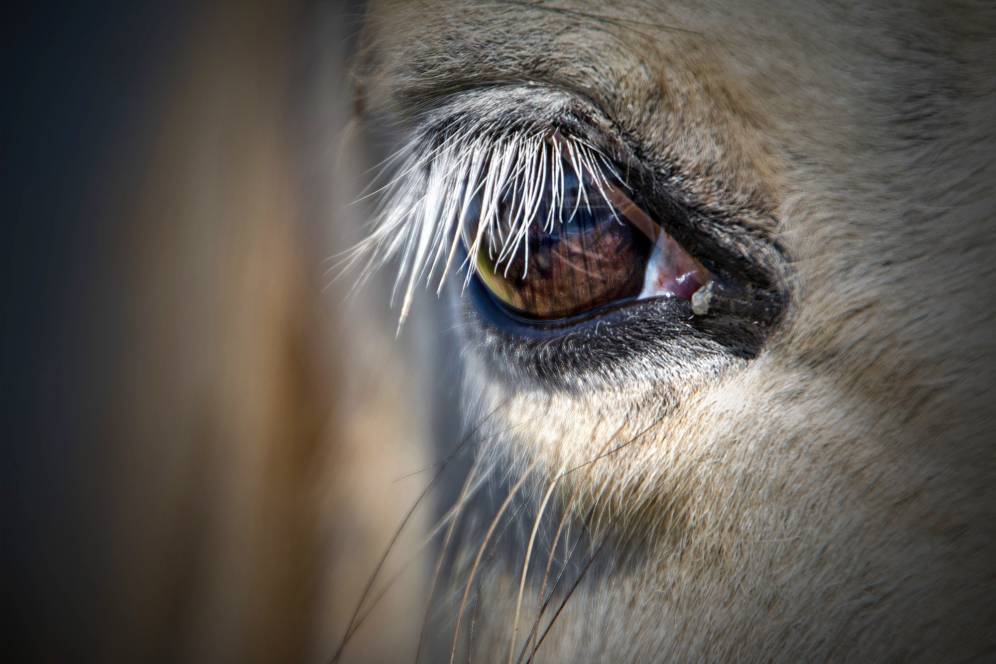 Canon EOS 70D + Tamron AF 18-270mm F3.5-6.3 Di II VC LD Aspherical (IF) MACRO sample photo. Horse (detail) photography