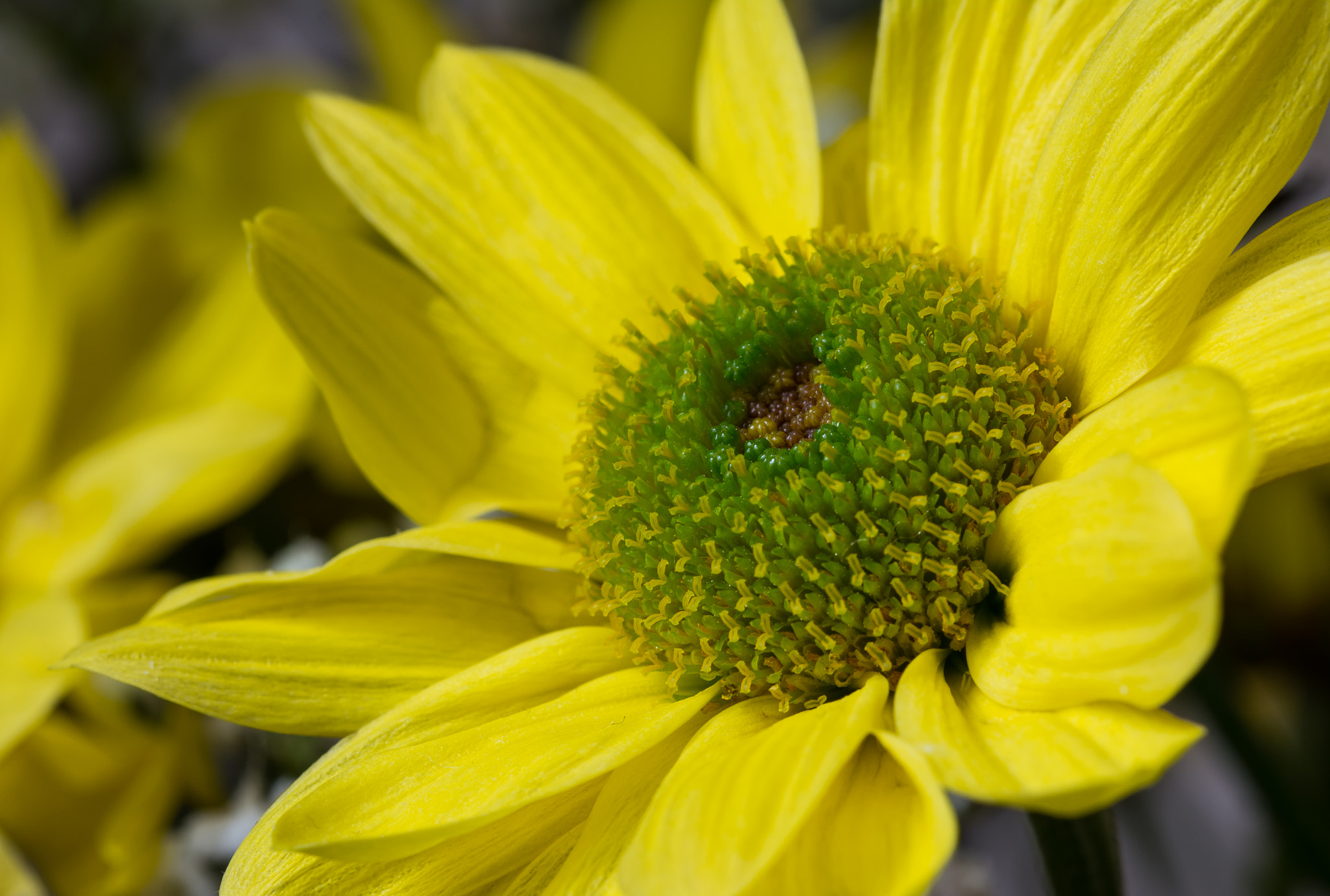 Sigma 105mm F2.8 EX DG OS HSM sample photo. Chrysanthemum close-up photography