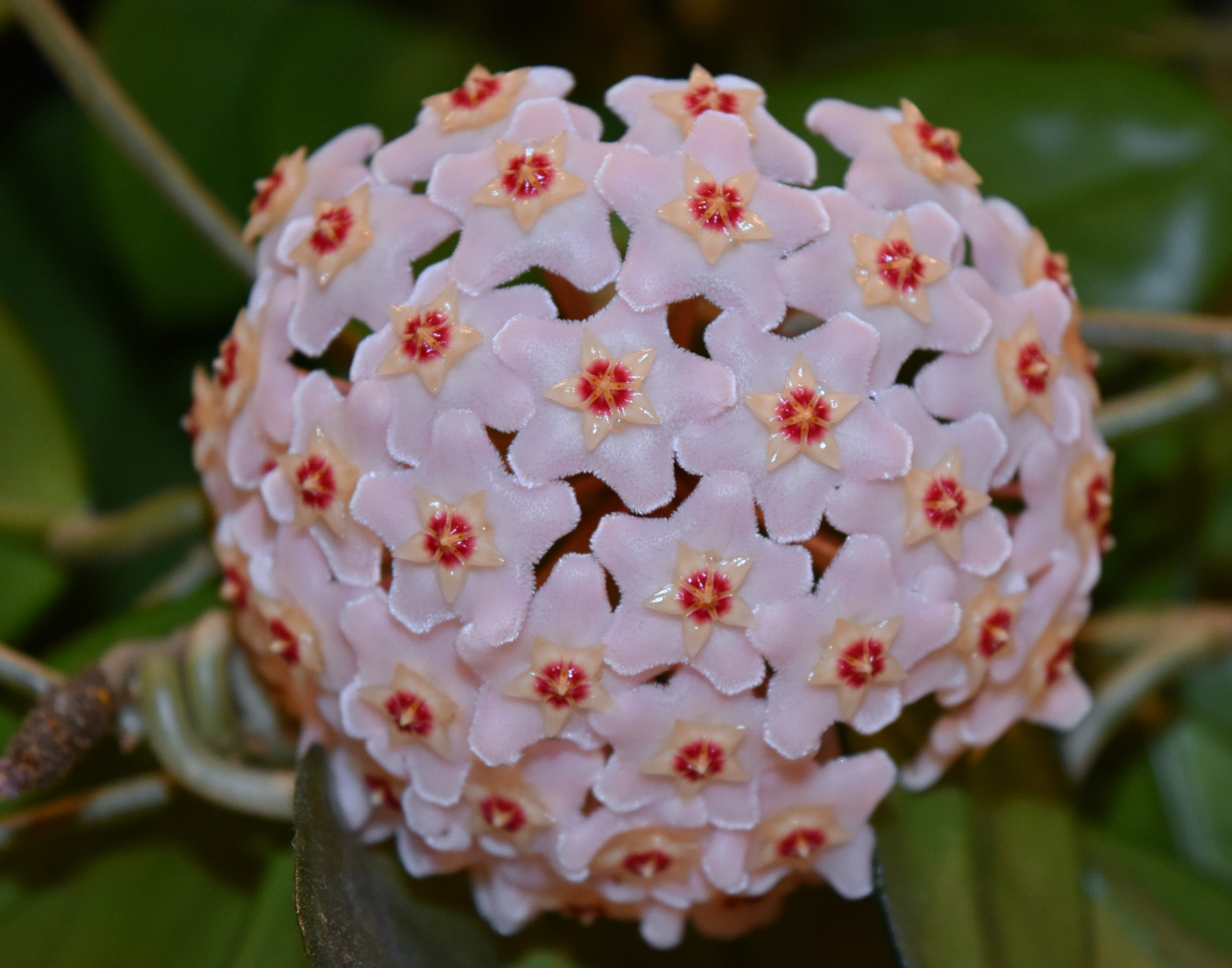Nikon D7200 sample photo. Hoya bloom photography