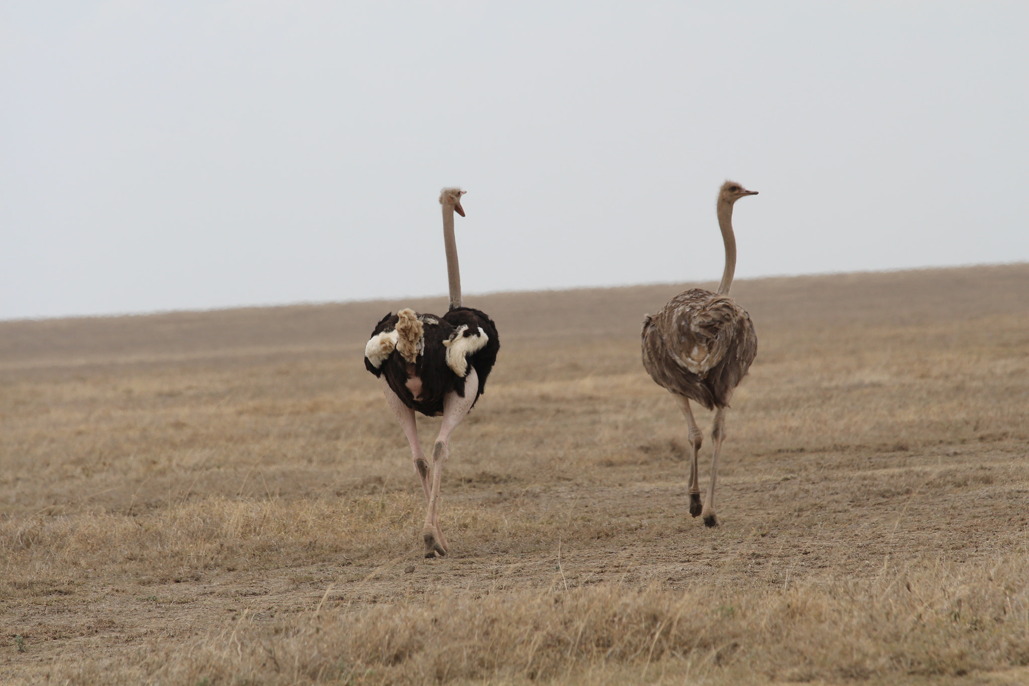 Canon EOS 650D (EOS Rebel T4i / EOS Kiss X6i) + Canon EF 70-200mm F4L IS USM sample photo. Safari animals in tanzania photography