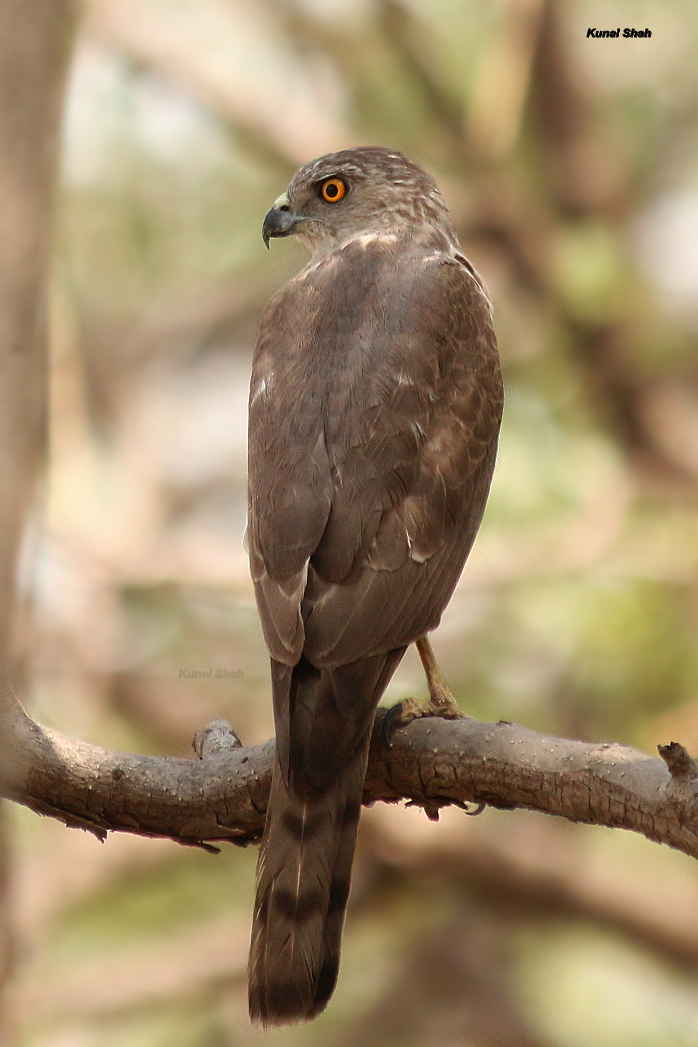 Canon EF 70-300mm F4-5.6 IS USM sample photo. The young beast! photography