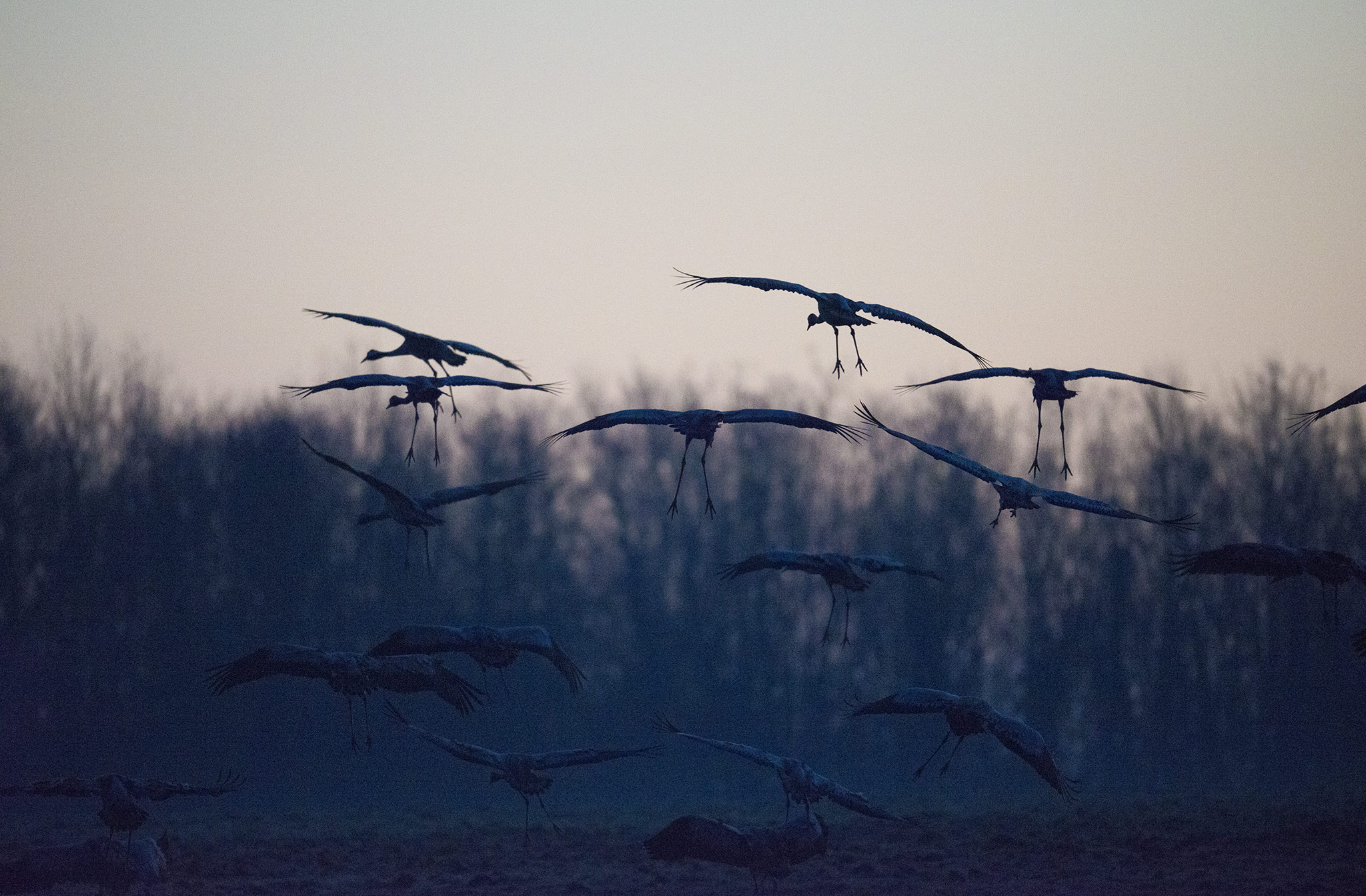 Nikon AF-S Nikkor 500mm F4E FL ED VR sample photo. Grues cendrées (grus grus) - co photography