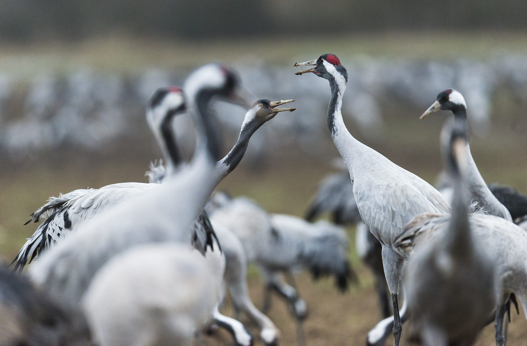 Nikon D800 + Nikon AF-S Nikkor 500mm F4E FL ED VR sample photo. Grues cendrées (grus grus) - co photography