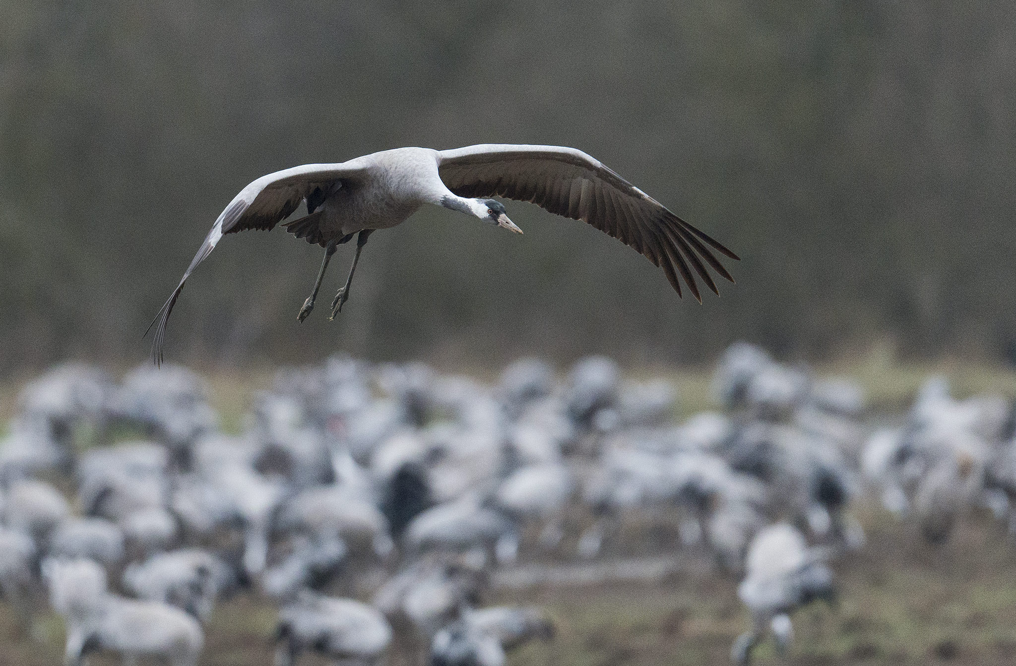 Nikon AF-S Nikkor 500mm F4E FL ED VR sample photo. Grues cendrées (grus grus) - co photography