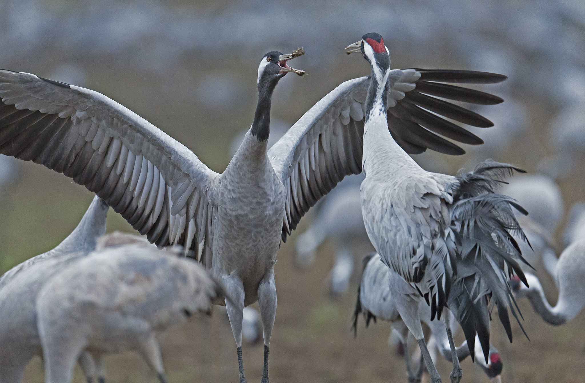 Nikon AF-S Nikkor 500mm F4E FL ED VR sample photo. Grues cendrées (grus grus) - co photography