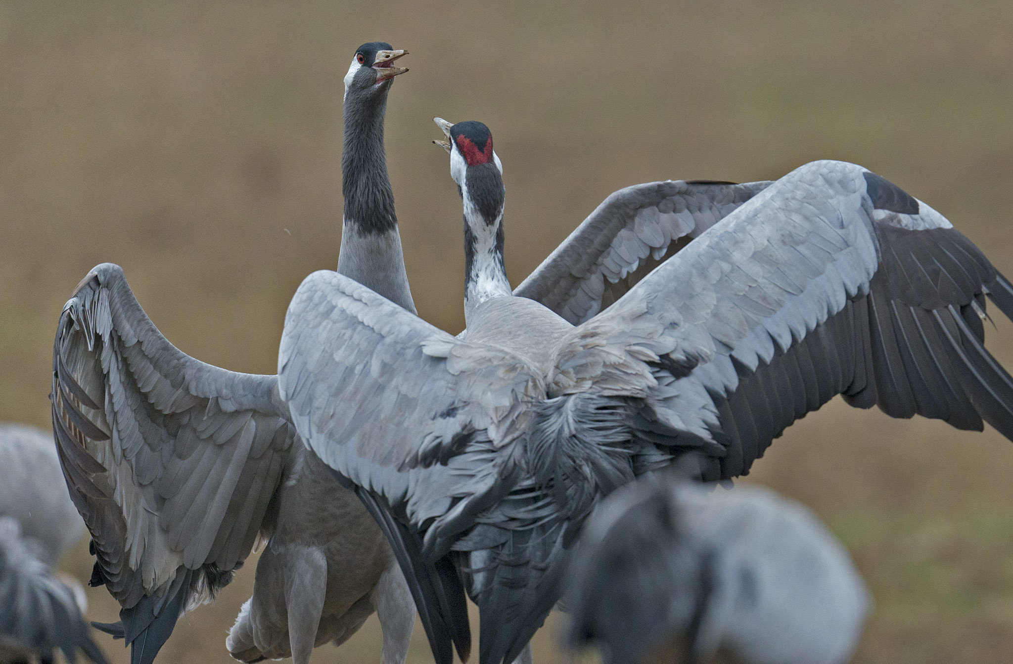 Nikon AF-S Nikkor 500mm F4E FL ED VR sample photo. Grues cendrées (grus grus) - co photography