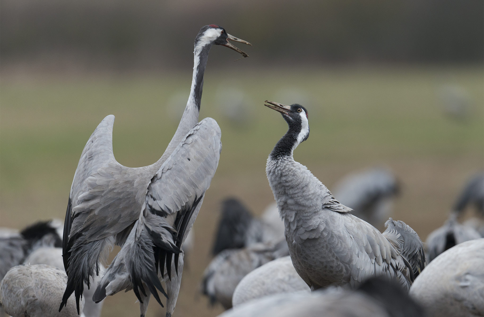 Nikon D800 + Nikon AF-S Nikkor 500mm F4E FL ED VR sample photo. Grues cendrées (grus grus) - co photography