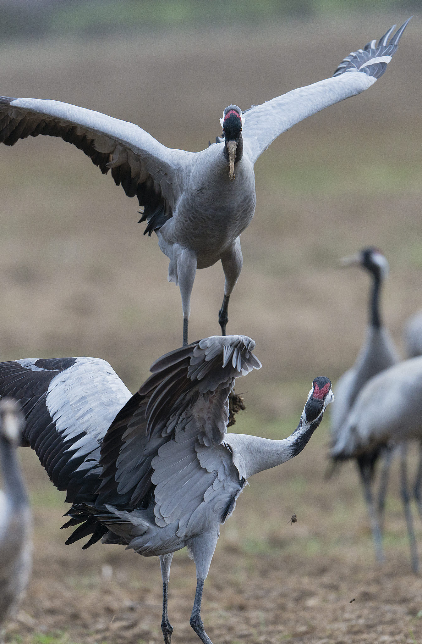 Nikon AF-S Nikkor 500mm F4E FL ED VR sample photo. Grues cendrées (grus grus) - co photography