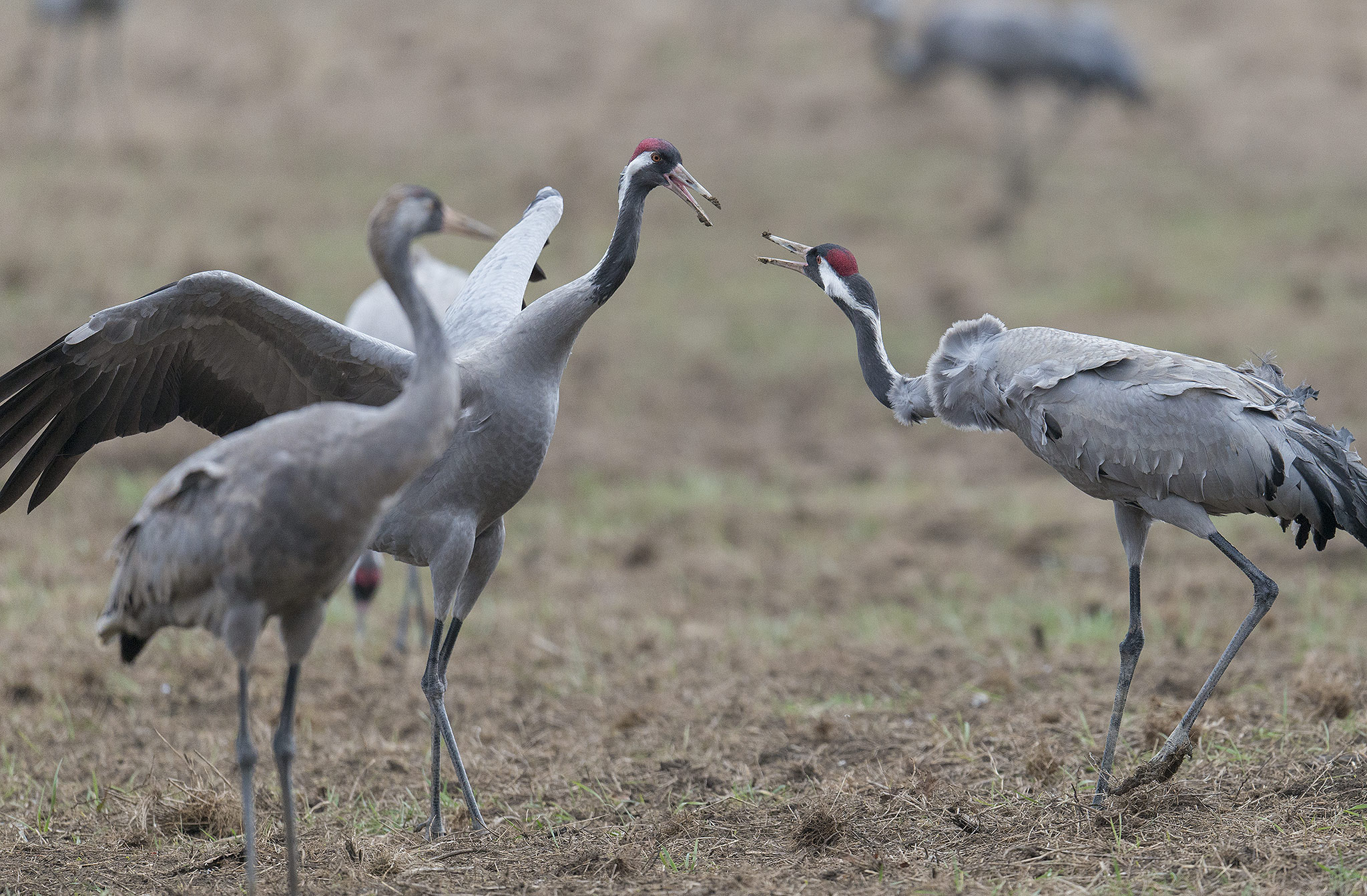 Nikon AF-S Nikkor 500mm F4E FL ED VR sample photo. Grues cendrées (grus grus) - co photography