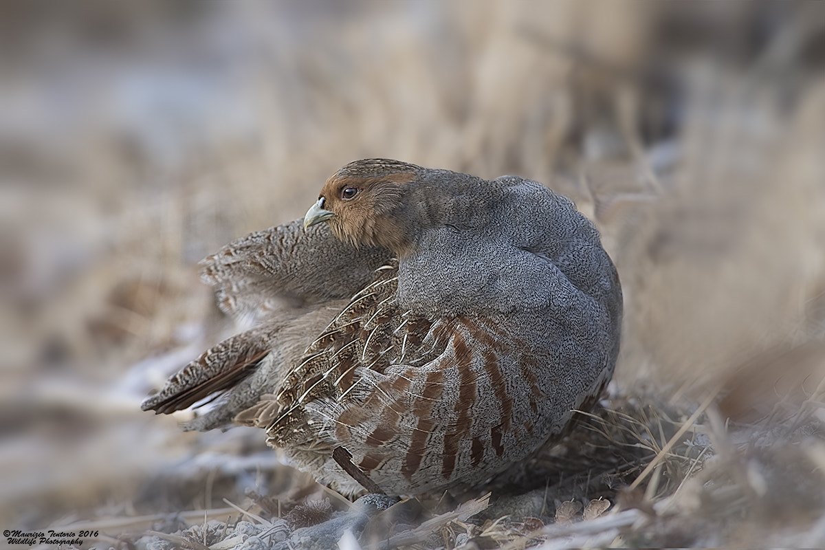 Nikon D5 + Nikon AF-S Nikkor 300mm F2.8G ED VR II sample photo. Starna perdix perdix photography