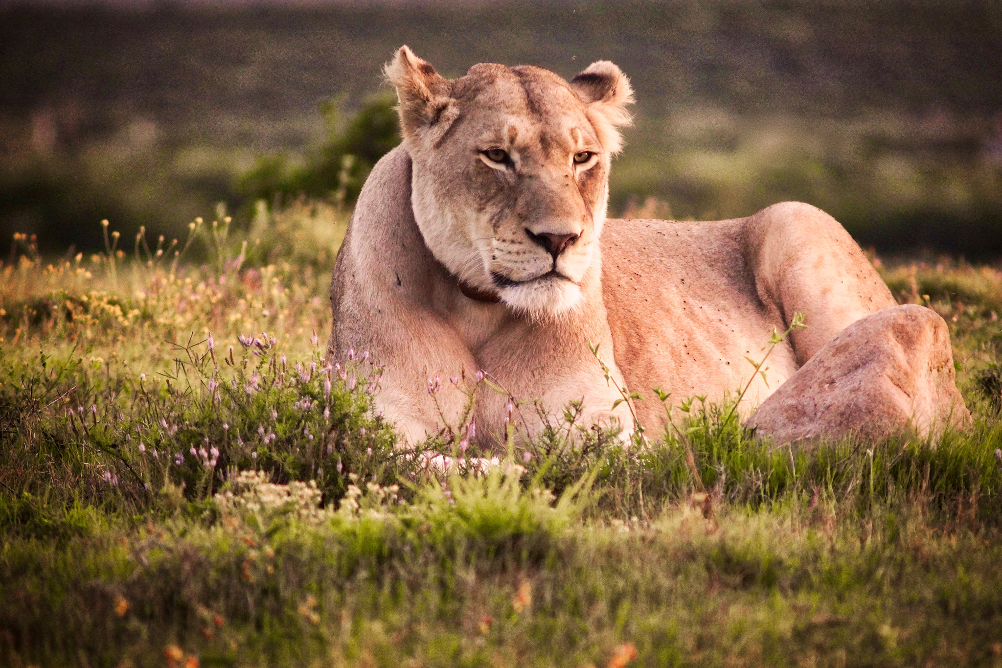 Sony SLT-A65 (SLT-A65V) + Minolta AF 70-210mm F4 Macro sample photo. Lioness photography