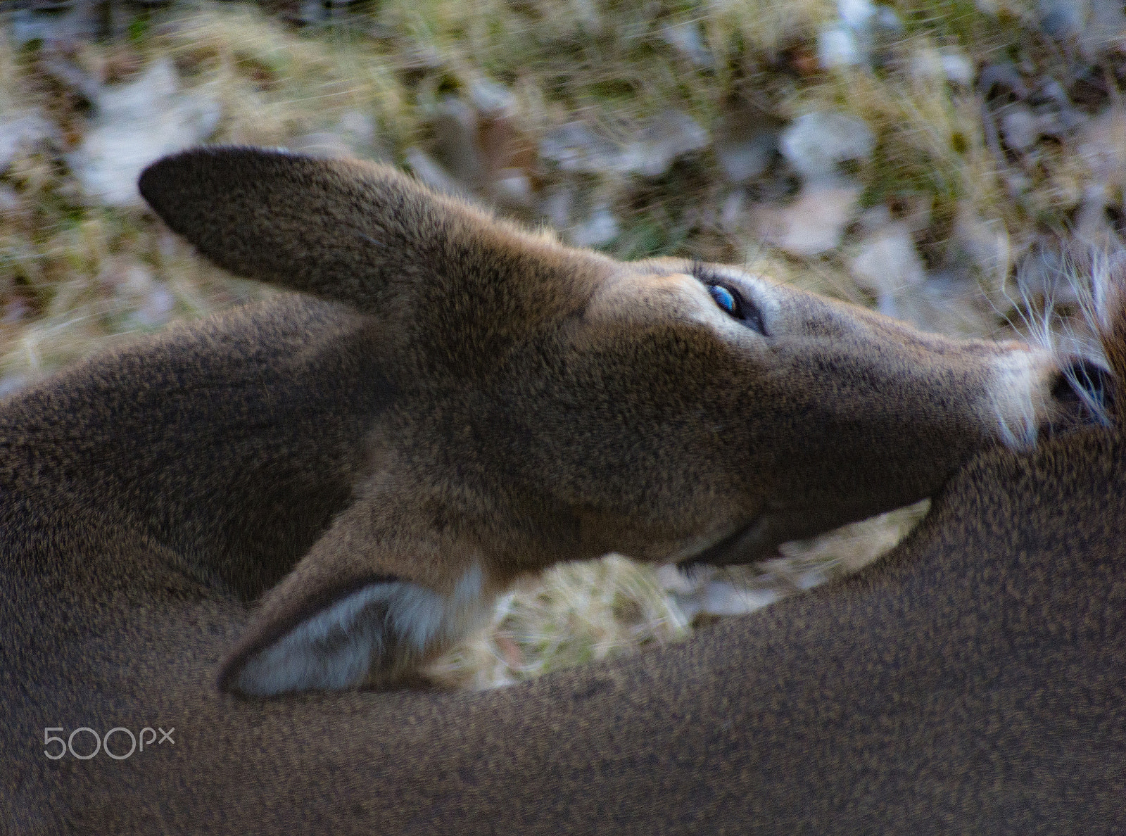 Sigma 70-300mm F4-5.6 DG OS sample photo. Toroidal photography