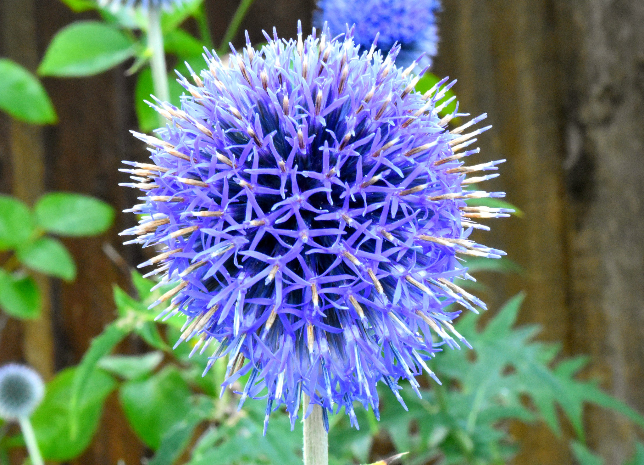 Nikon D7200 sample photo. Dsc photography