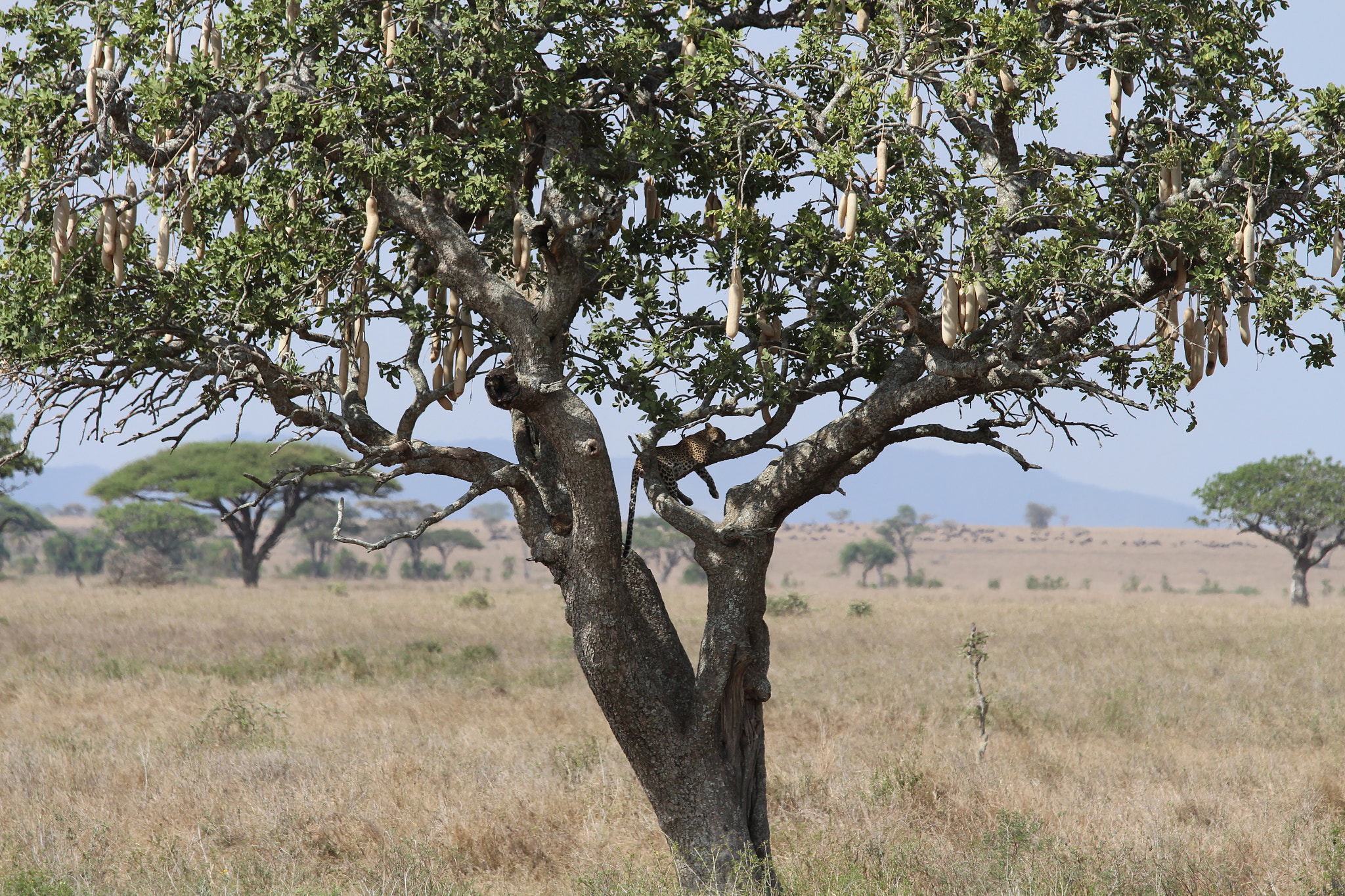 Canon EOS 650D (EOS Rebel T4i / EOS Kiss X6i) + Canon EF 70-200mm F4L IS USM sample photo. Safari animals in tanzania photography