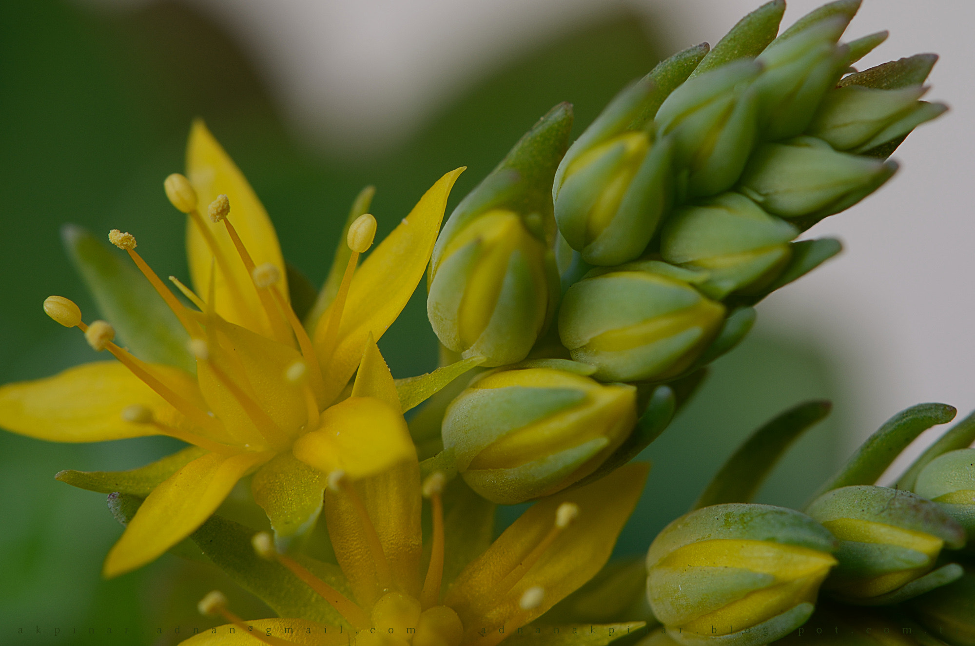 Nikon AF-S Micro-Nikkor 105mm F2.8G IF-ED VR sample photo. Green photography