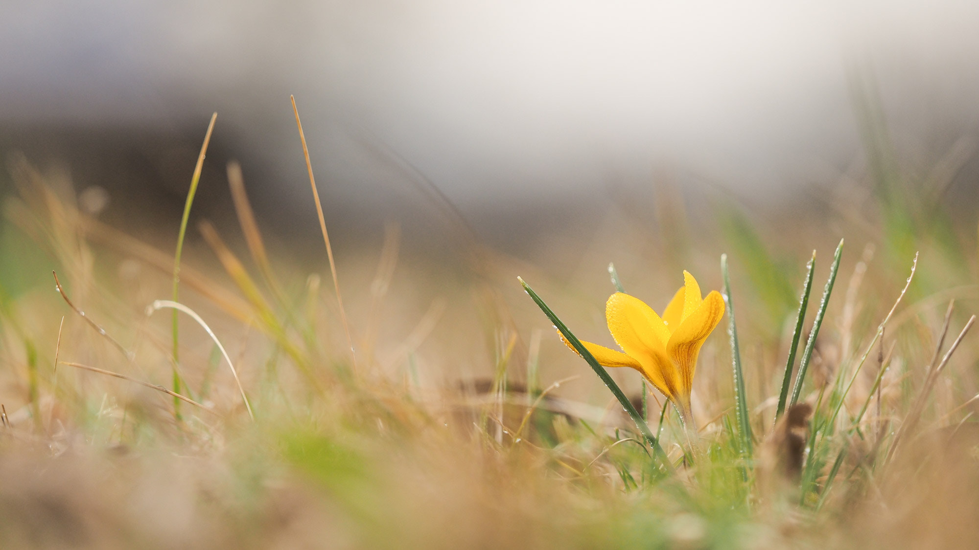 Olympus OM-D E-M1 + Olympus M.Zuiko Digital ED 40-150mm F2.8 Pro sample photo. Yellow crocus photography