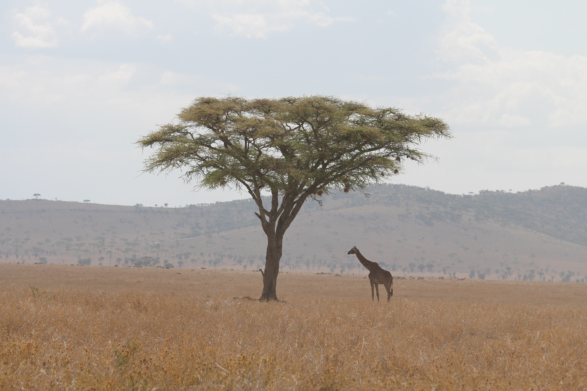 Canon EOS 650D (EOS Rebel T4i / EOS Kiss X6i) + Canon EF 70-200mm F4L IS USM sample photo. Safari animals in tanzania photography