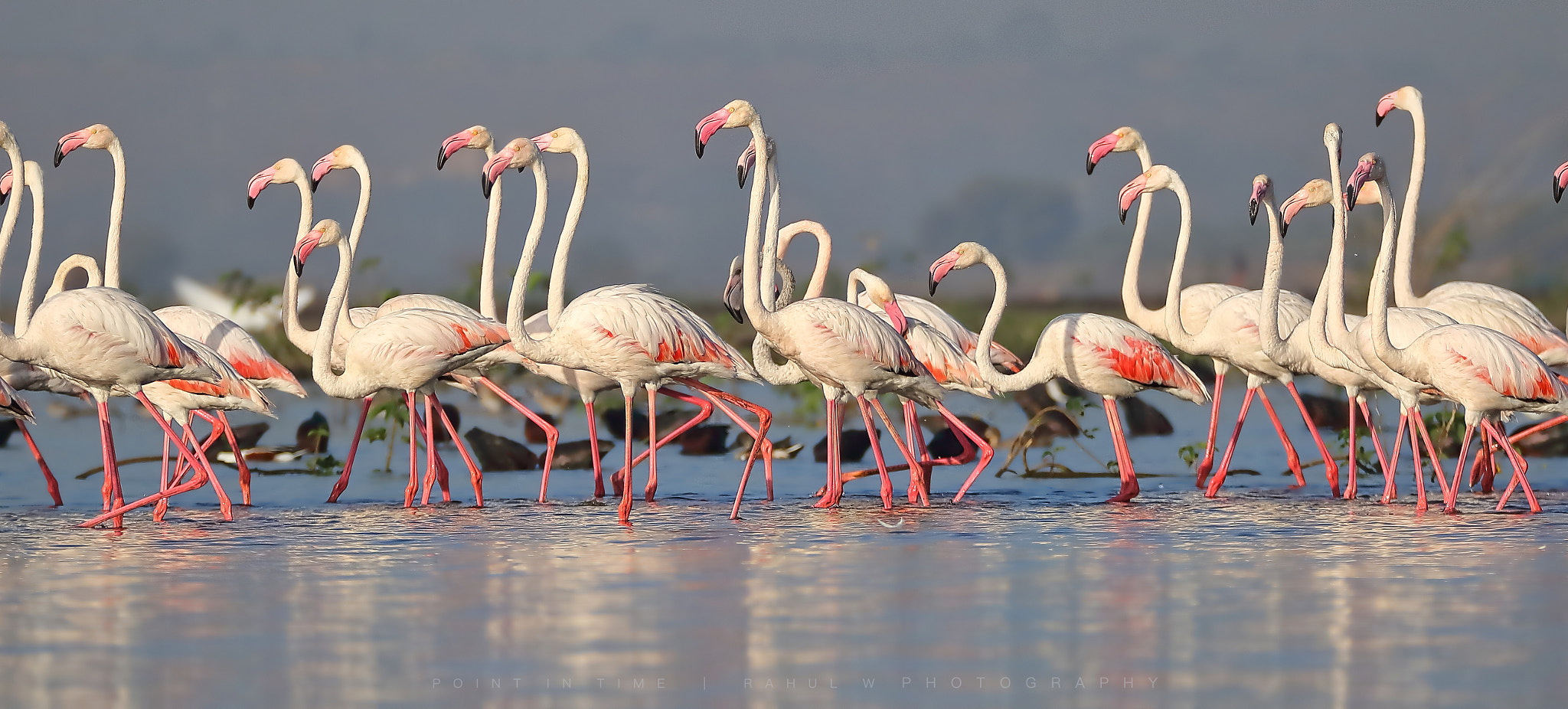 Sigma 150mm f/2.8 EX DG OS HSM APO Macro sample photo. Flamingos photography