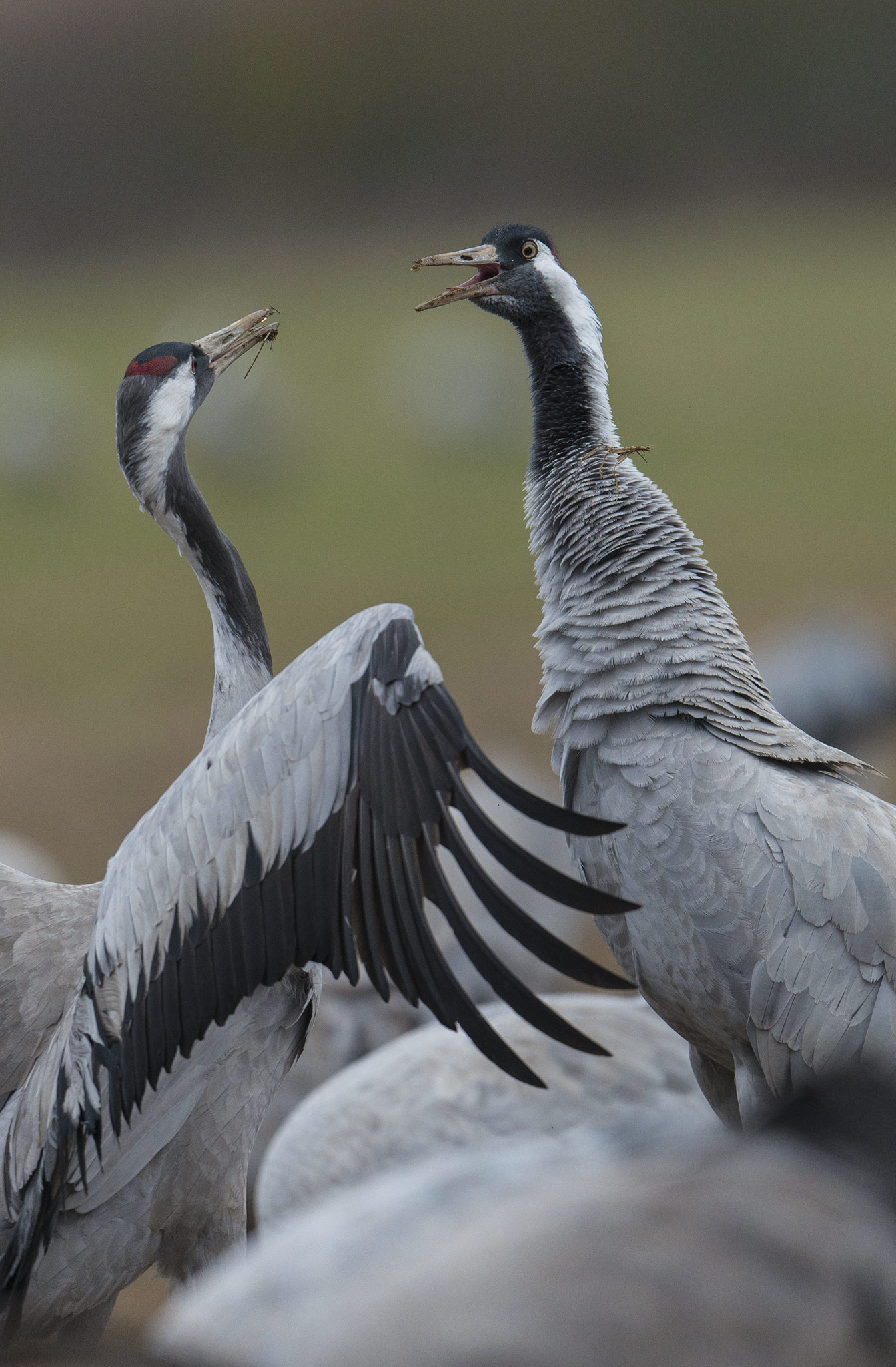 Nikon D800 + Nikon AF-S Nikkor 500mm F4E FL ED VR sample photo. Grues cendrées (grus grus) photography