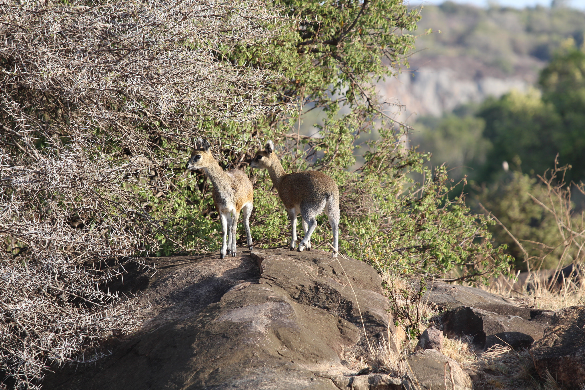 Canon EOS 650D (EOS Rebel T4i / EOS Kiss X6i) + Canon EF 70-200mm F4L IS USM sample photo. Safari animals in tanzania photography