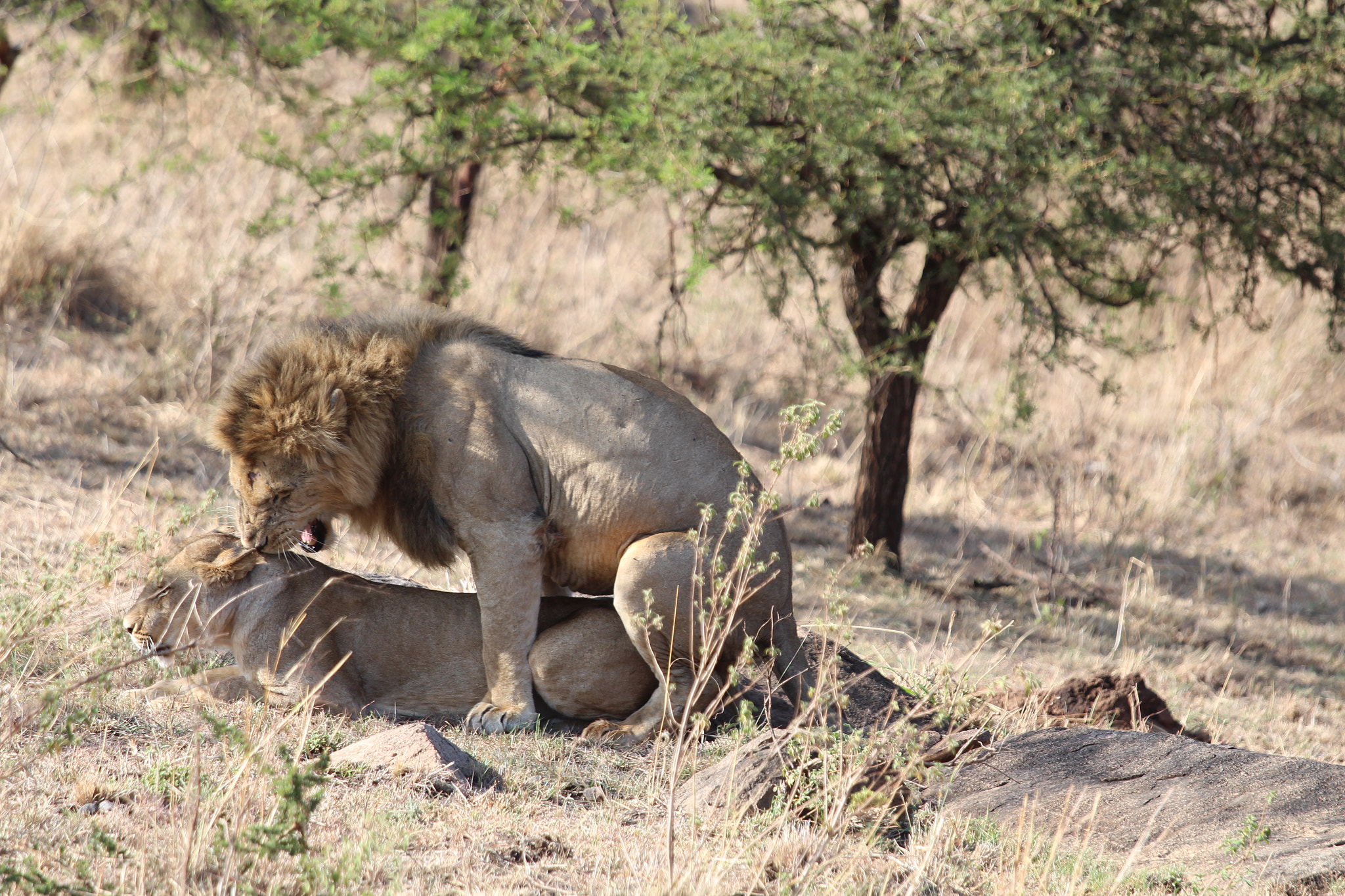 Canon EOS 650D (EOS Rebel T4i / EOS Kiss X6i) + Canon EF 70-200mm F4L IS USM sample photo. Safari animals in tanzania photography