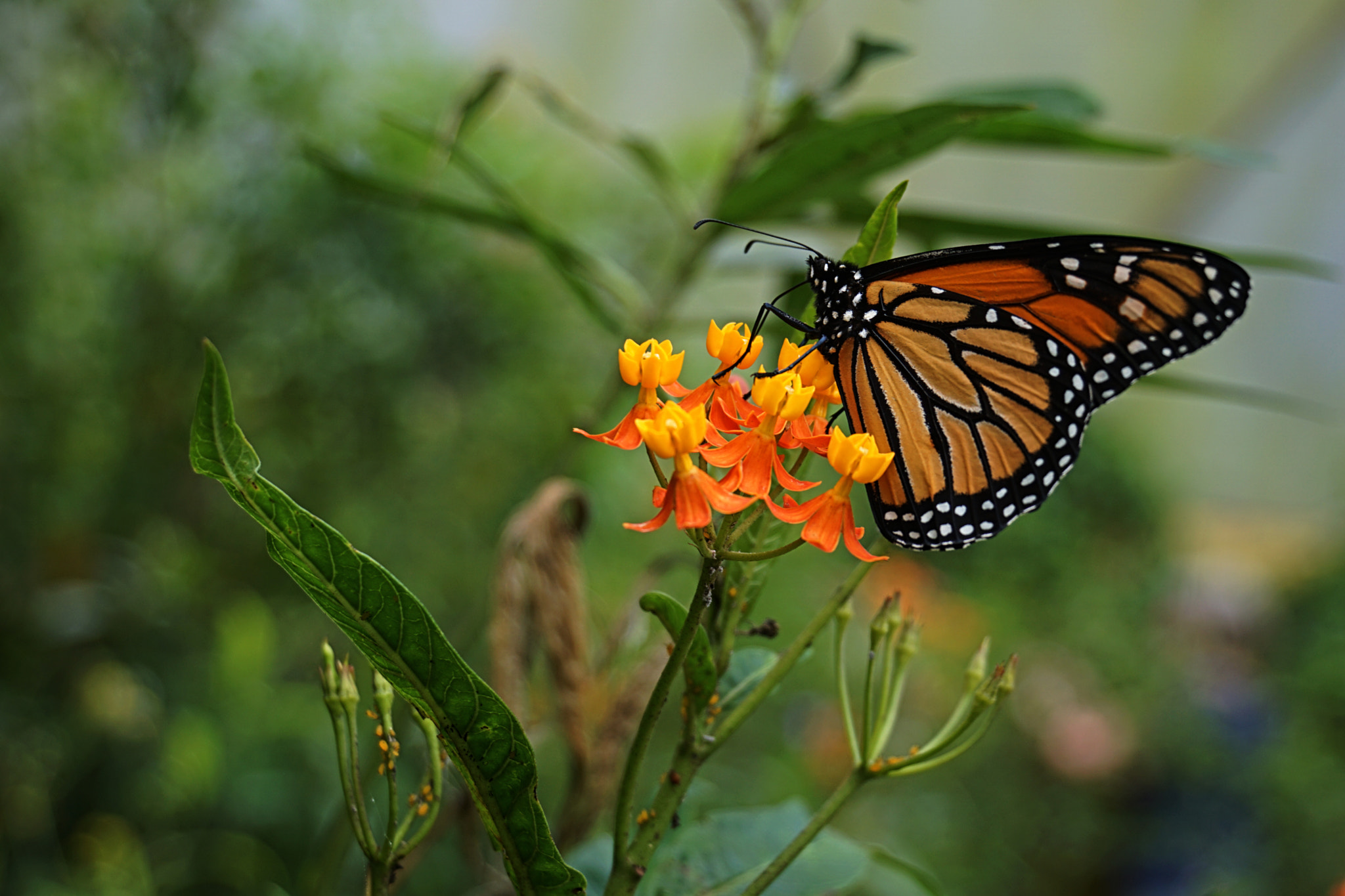 Sony a6000 + Sony E 18-200mm F3.5-6.3 OSS sample photo. Butterfly photography