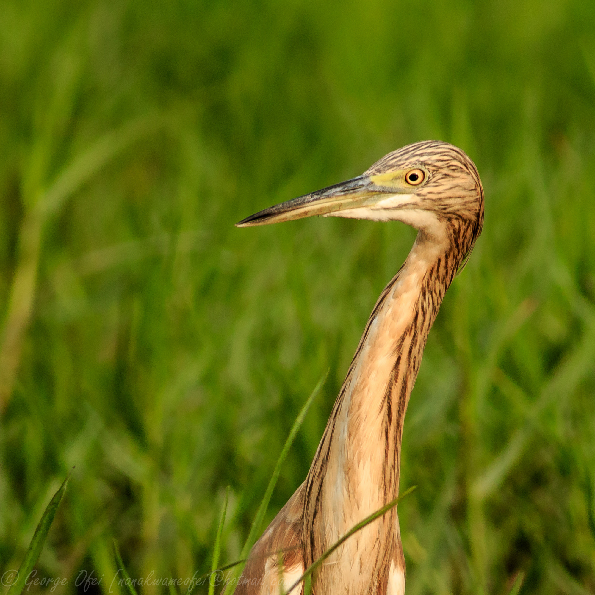 Canon EF 400mm F5.6L USM sample photo. Stand tall photography