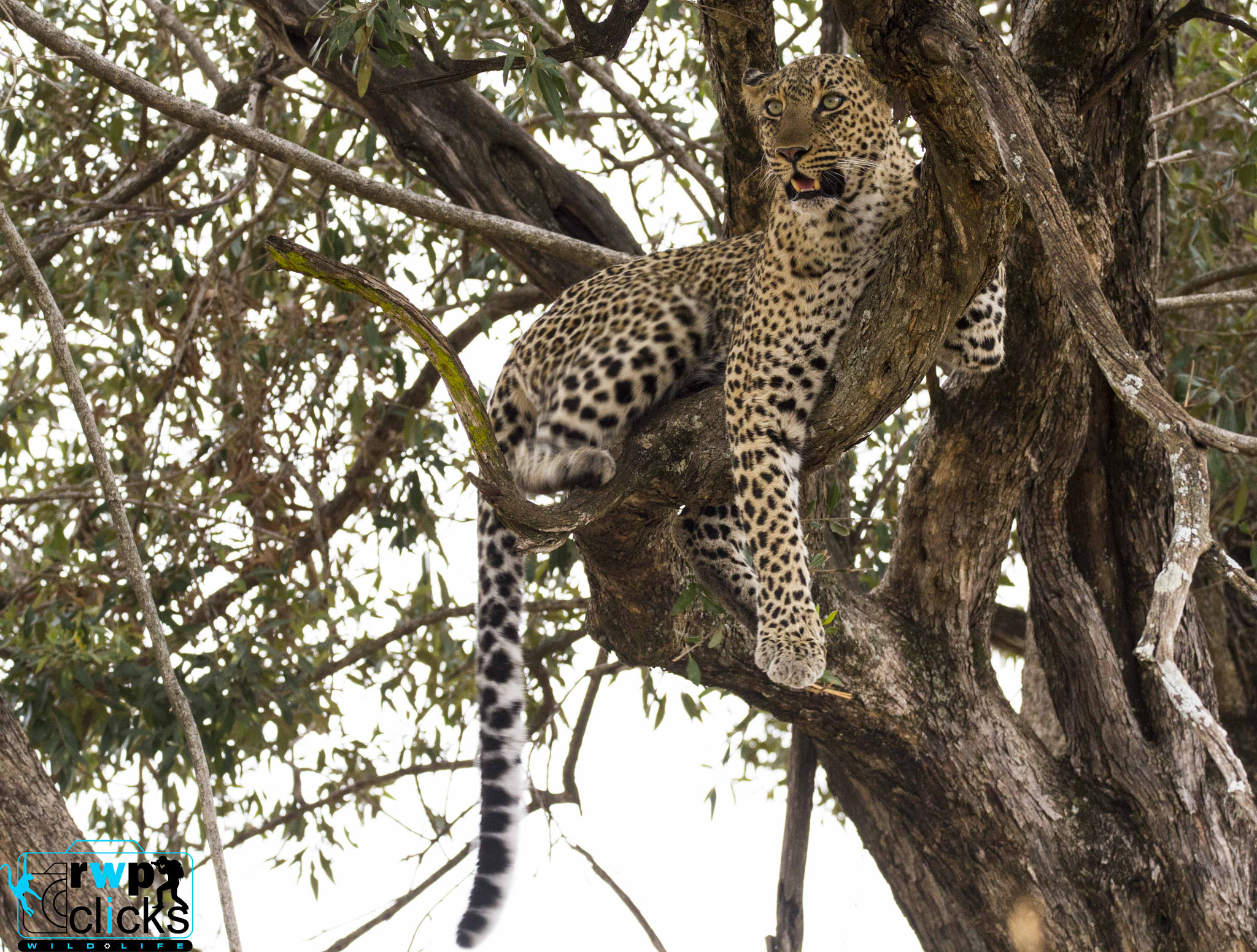 150-600mm F5-6.3 DG OS HSM | Sports 014 sample photo. Leopard  photography