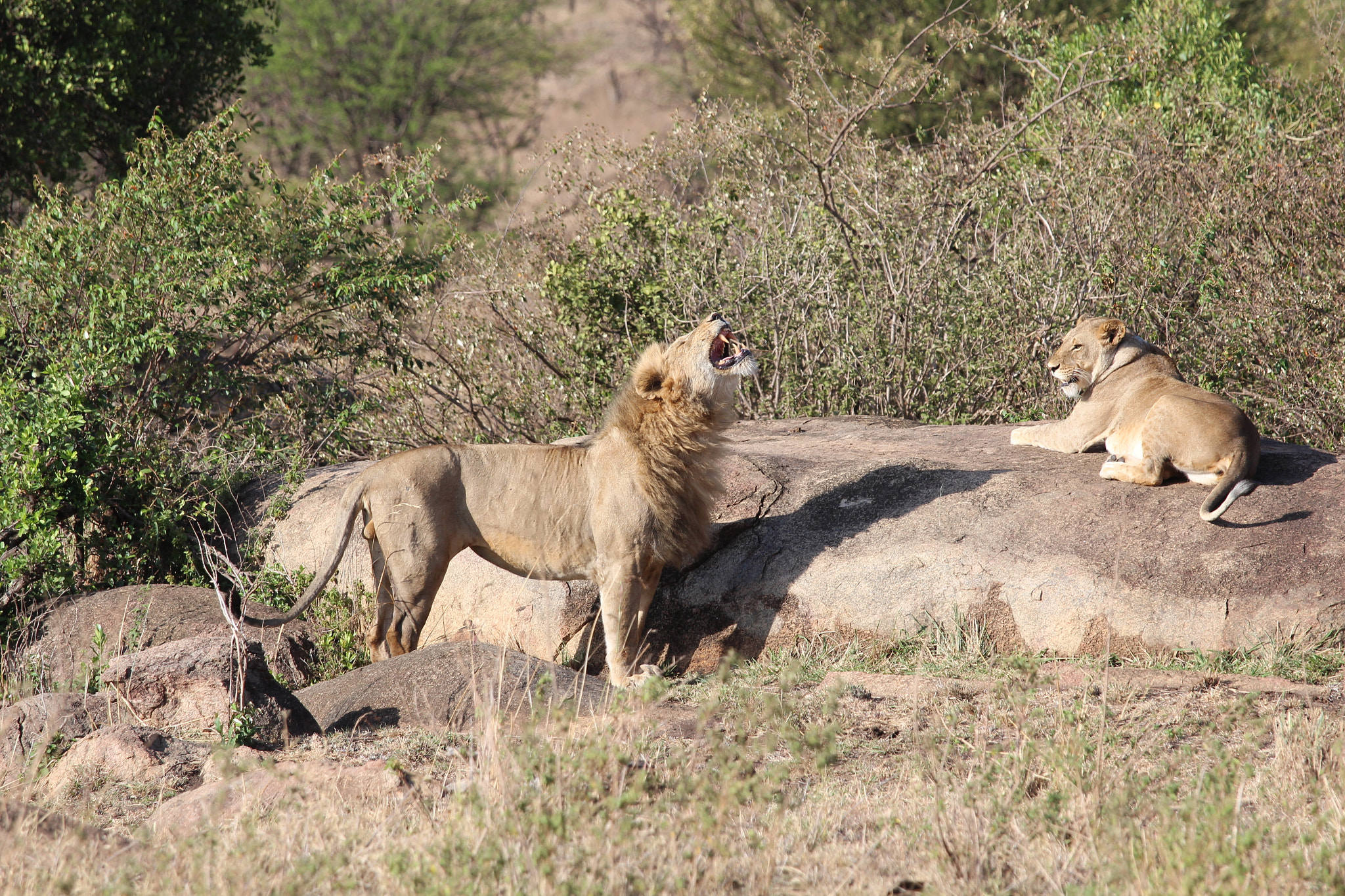 Canon EOS 650D (EOS Rebel T4i / EOS Kiss X6i) + Canon EF 70-200mm F4L IS USM sample photo. Safari animals in tanzania photography