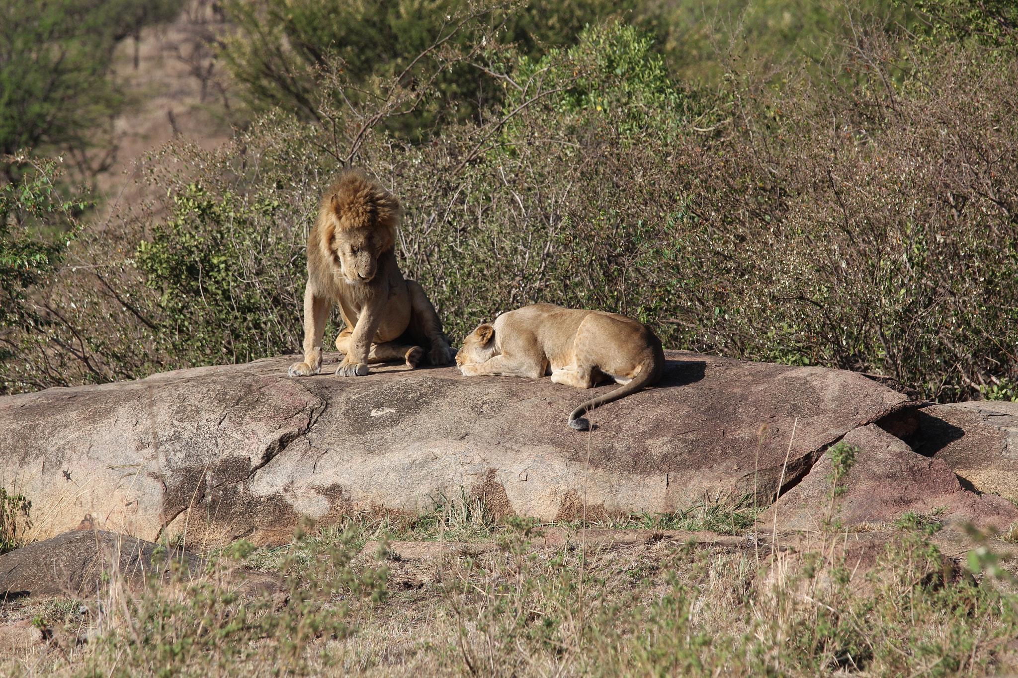 Canon EOS 650D (EOS Rebel T4i / EOS Kiss X6i) + Canon EF 70-200mm F4L IS USM sample photo. Safari animals in tanzania photography