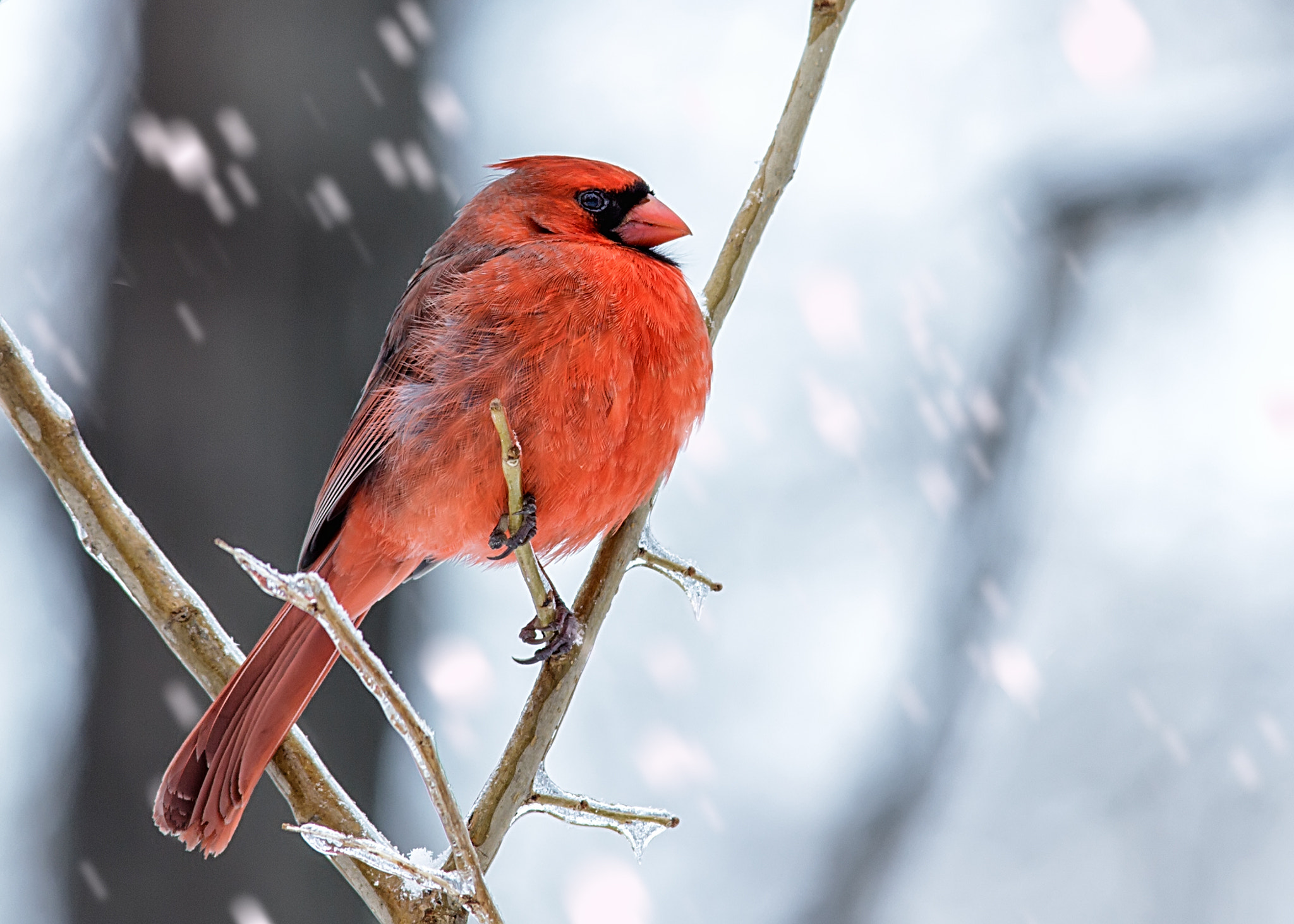 Canon EOS 60D + Sigma 150-500mm F5-6.3 DG OS HSM sample photo. Cardinal photography