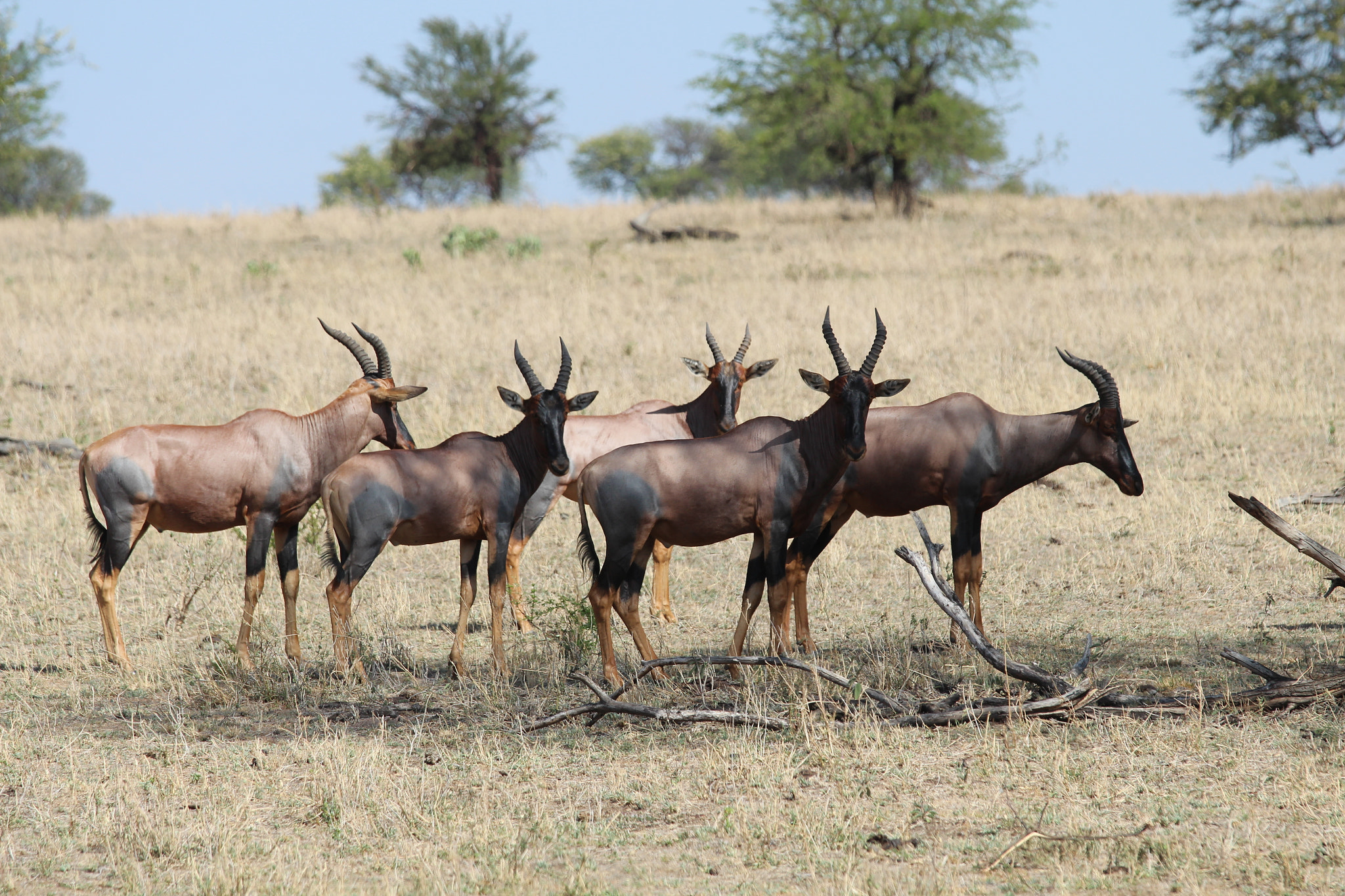 Canon EOS 650D (EOS Rebel T4i / EOS Kiss X6i) + Canon EF 70-200mm F4L IS USM sample photo. Safari animals in tanzania photography