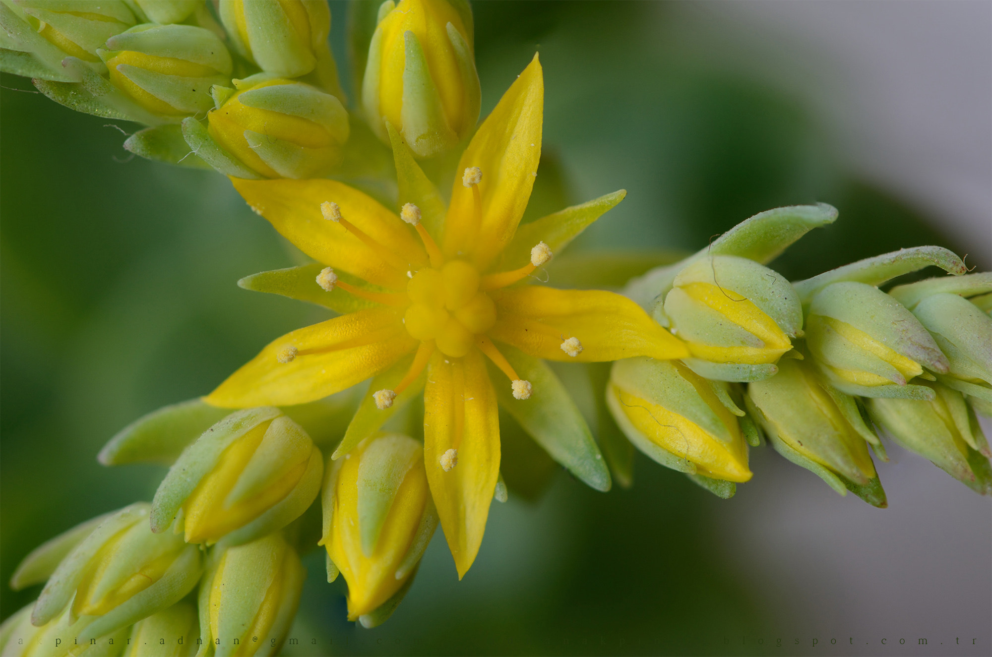 Nikon AF-S Micro-Nikkor 105mm F2.8G IF-ED VR sample photo. Green 2 photography