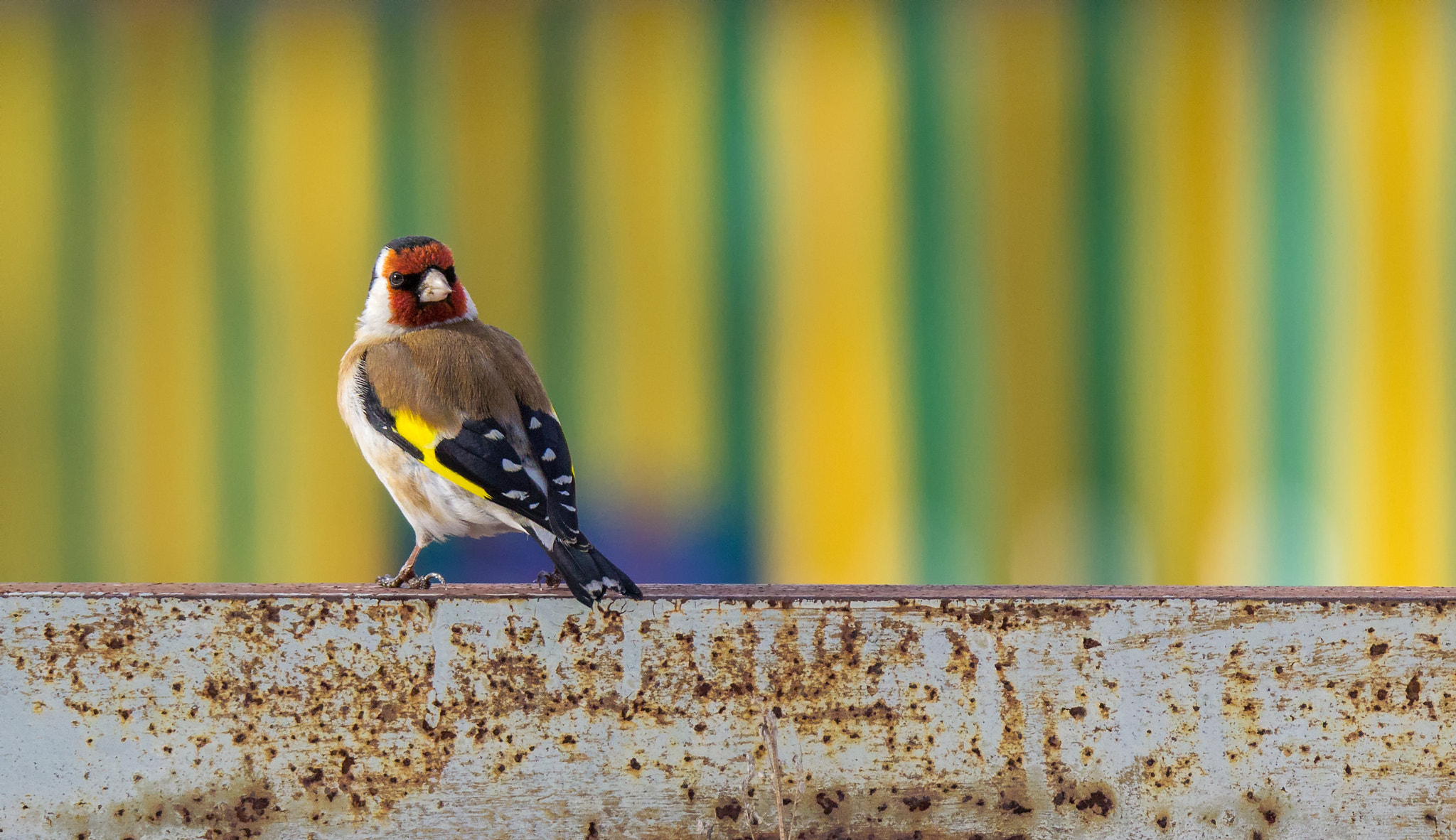 Canon EOS 60D + Tamron SP 150-600mm F5-6.3 Di VC USD sample photo. Goldfinch photography