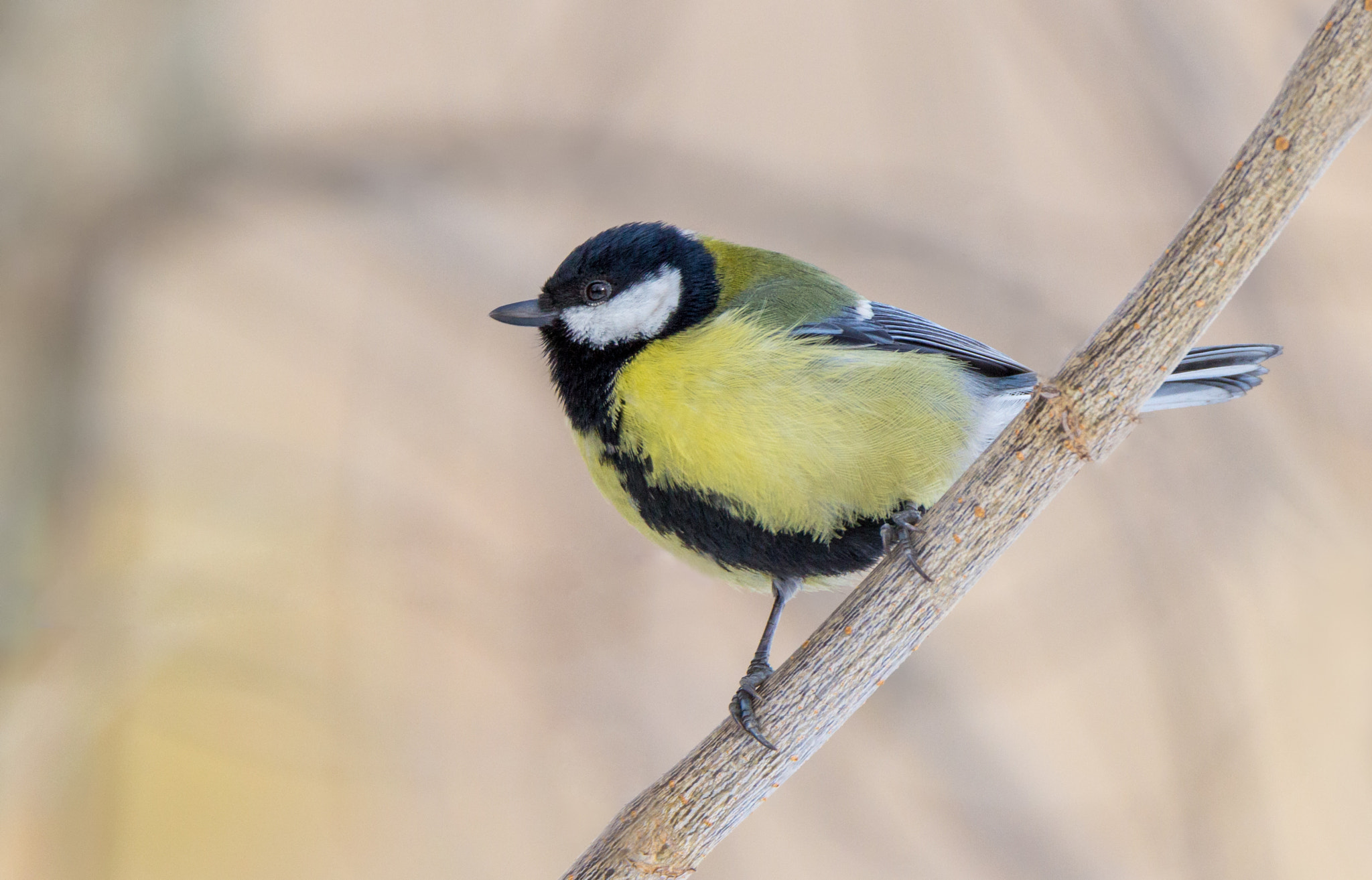 Canon EOS 60D + Tamron SP 150-600mm F5-6.3 Di VC USD sample photo. Great tit photography