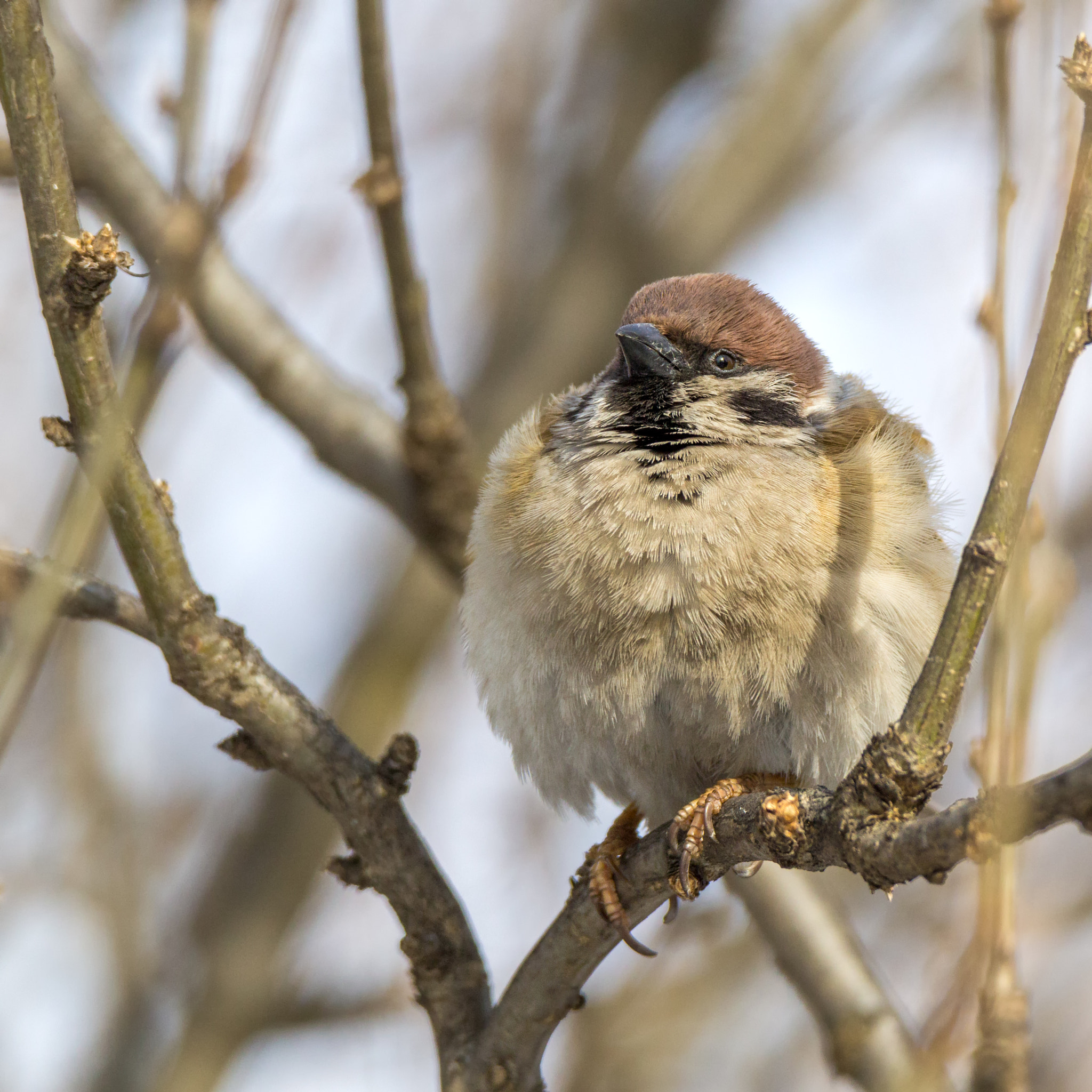Canon EOS 60D + Tamron SP 150-600mm F5-6.3 Di VC USD sample photo. Tree sparrow photography