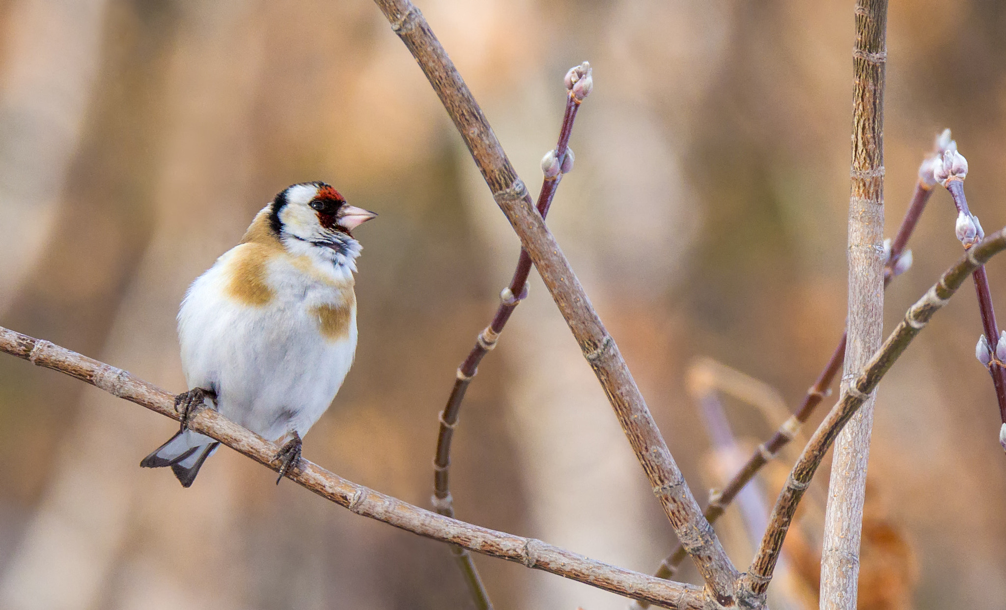 Canon EOS 60D + Tamron SP 150-600mm F5-6.3 Di VC USD sample photo. Goldfinch photography
