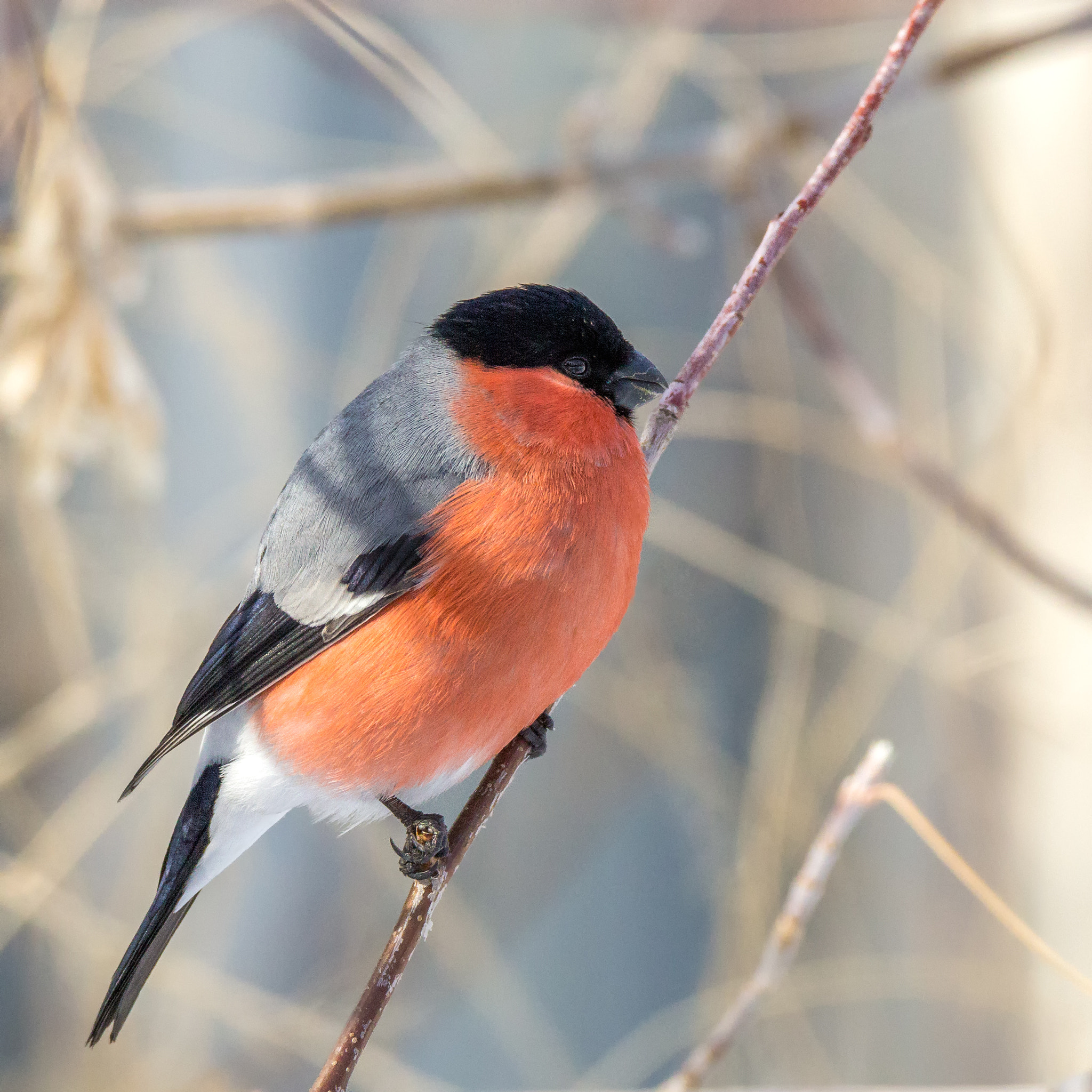 Canon EOS 60D sample photo. Bullfinch photography