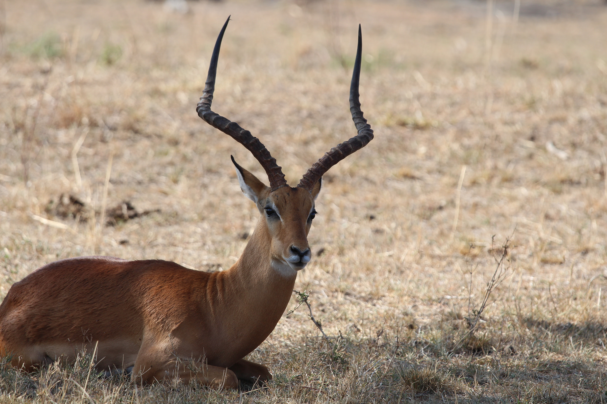 Canon EOS 650D (EOS Rebel T4i / EOS Kiss X6i) + Canon EF 70-200mm F4L IS USM sample photo. Safari animals in tanzania photography