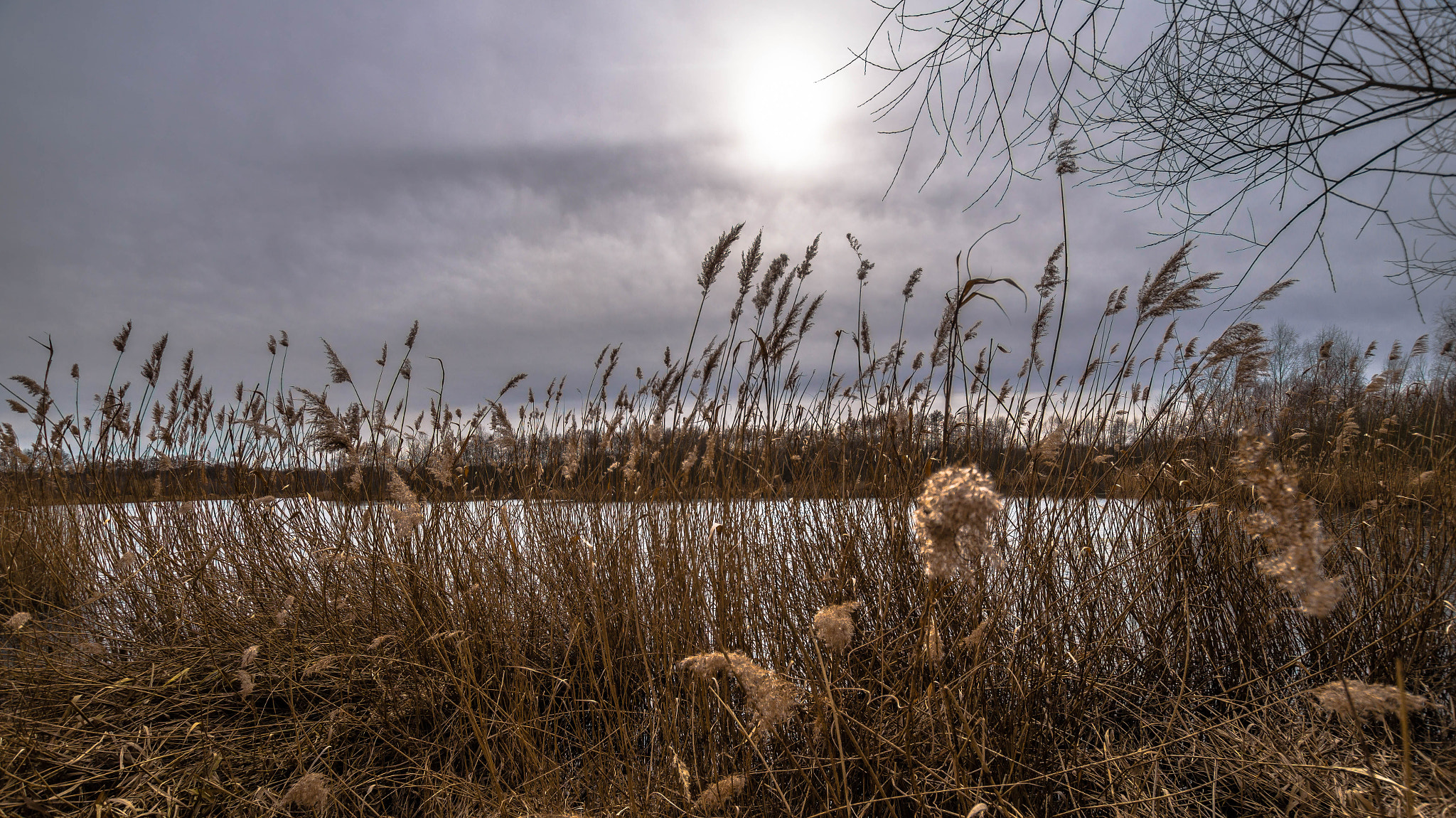 Sony SLT-A58 + Sigma 10-20mm F3.5 EX DC HSM sample photo. Reeds photography