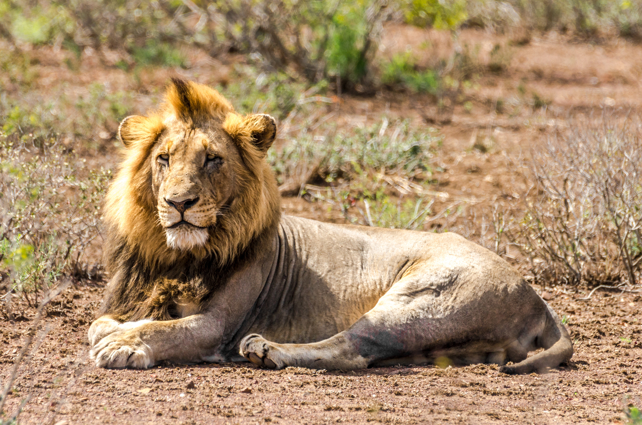 Pentax K-5 II sample photo. Lion photography