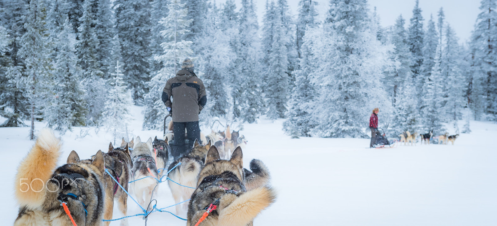Nikon D5 sample photo. Riding in the snow photography
